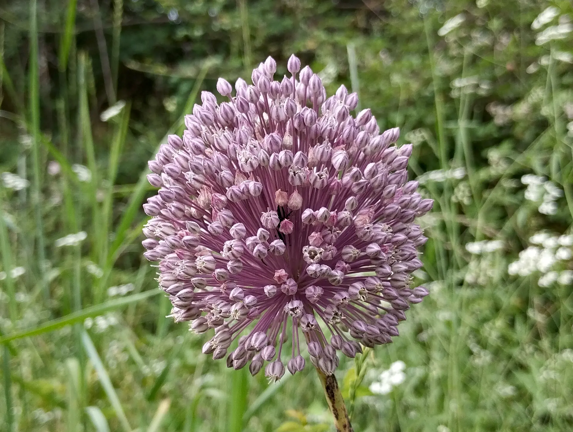 img/allium-ampeloprasum.webp