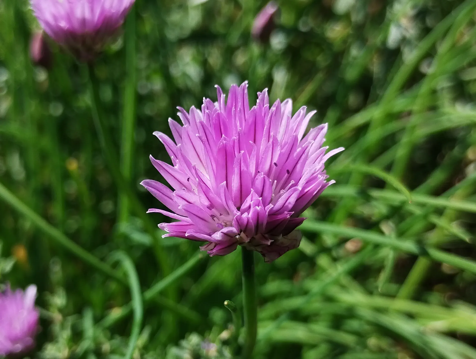 img/allium-schoenoprasum.webp
