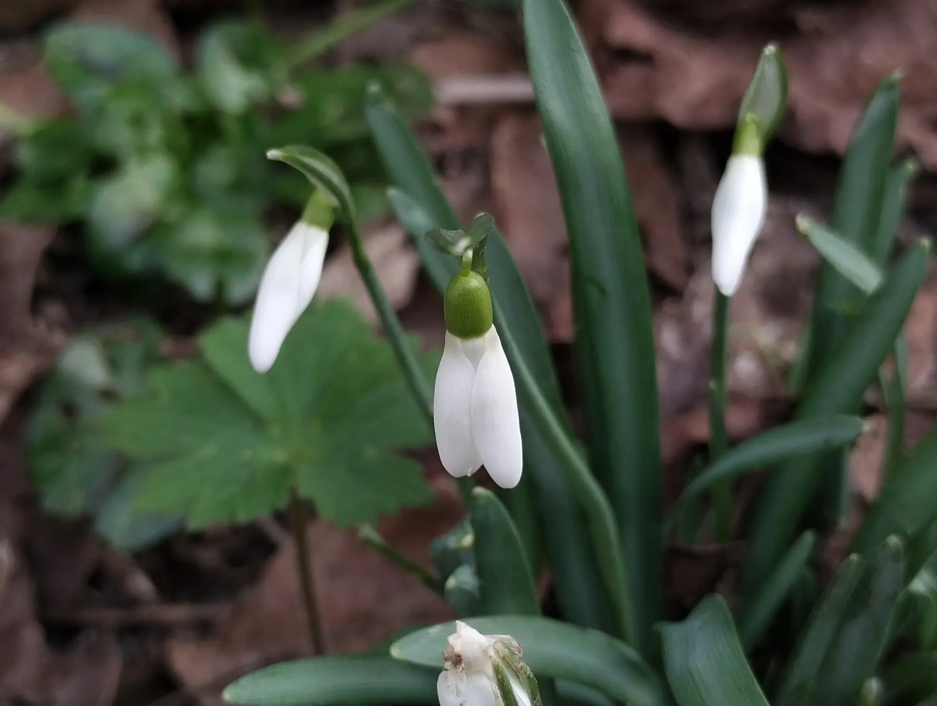 img/galanthus-nivalis-2.webp