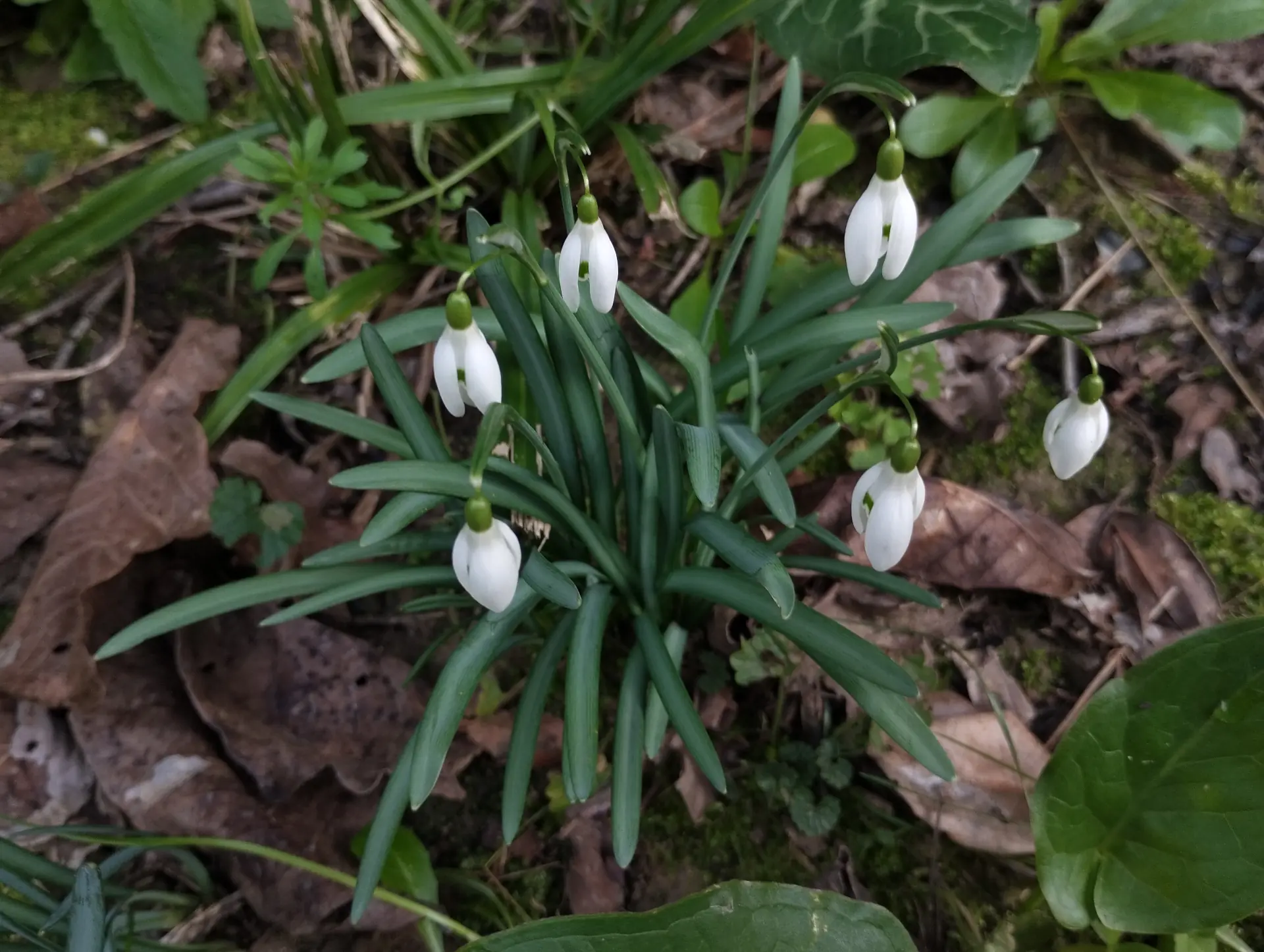 img/galanthus-nivalis-3.webp