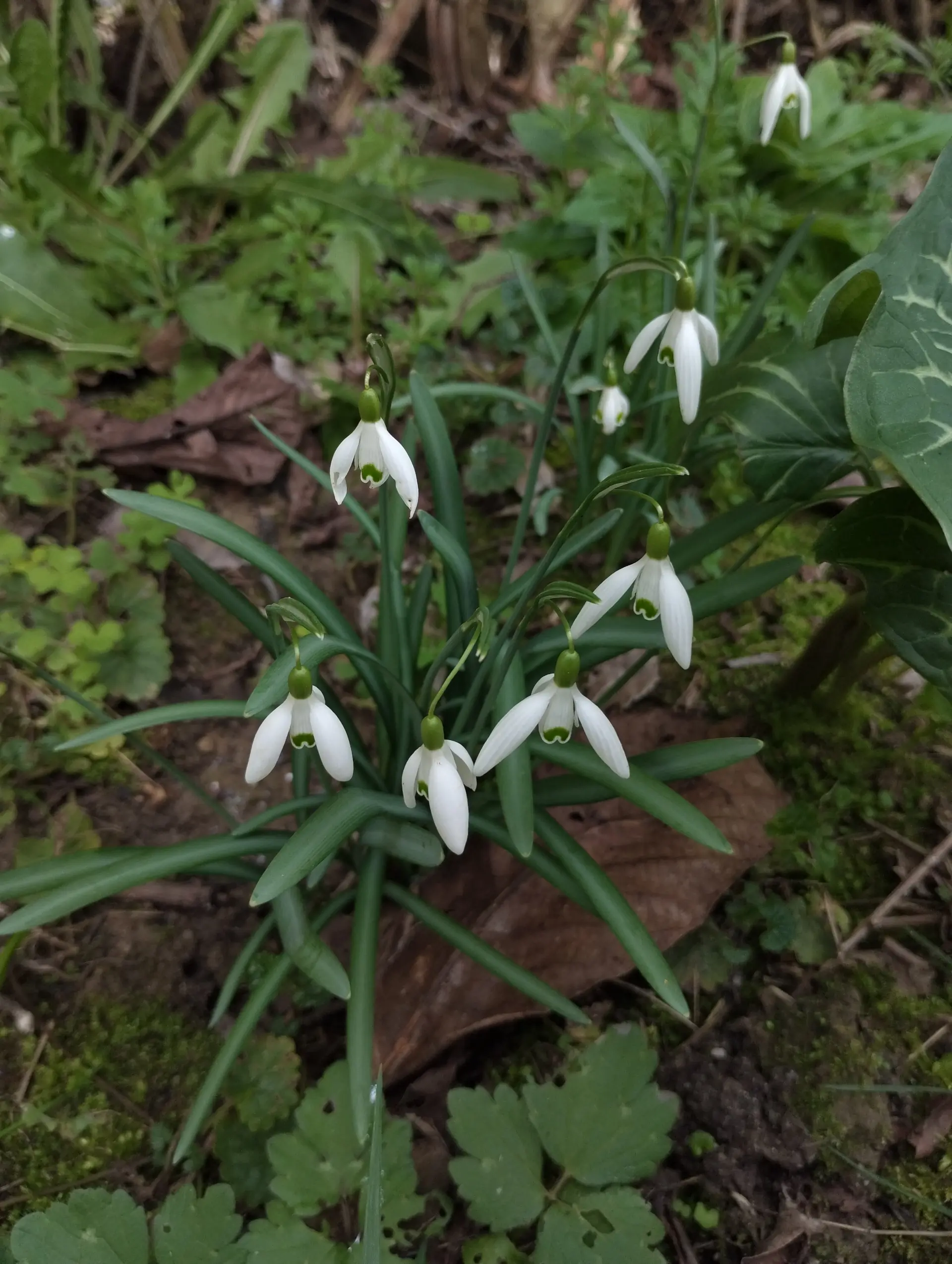 img/galanthus-nivalis-4.webp