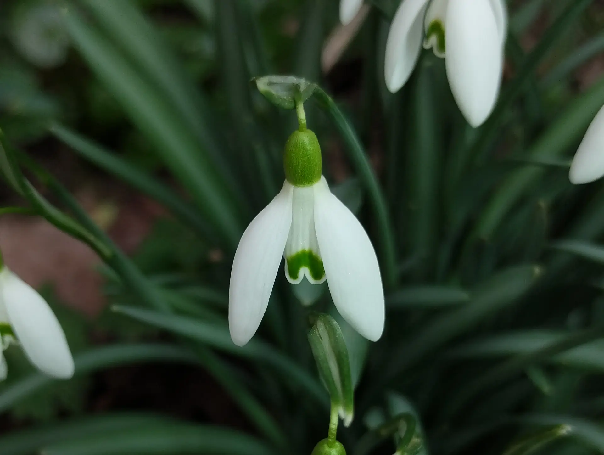img/galanthus-nivalis-5.webp