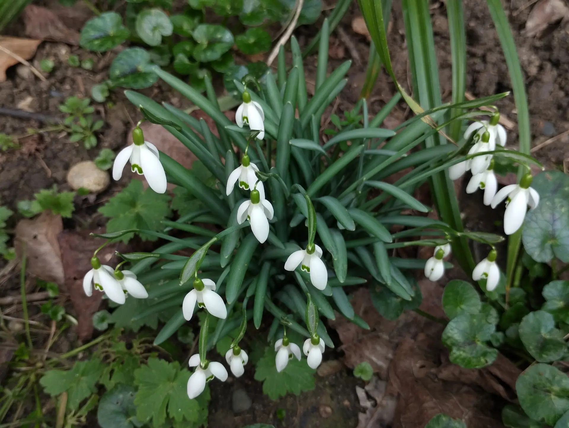 img/galanthus-nivalis-6.webp