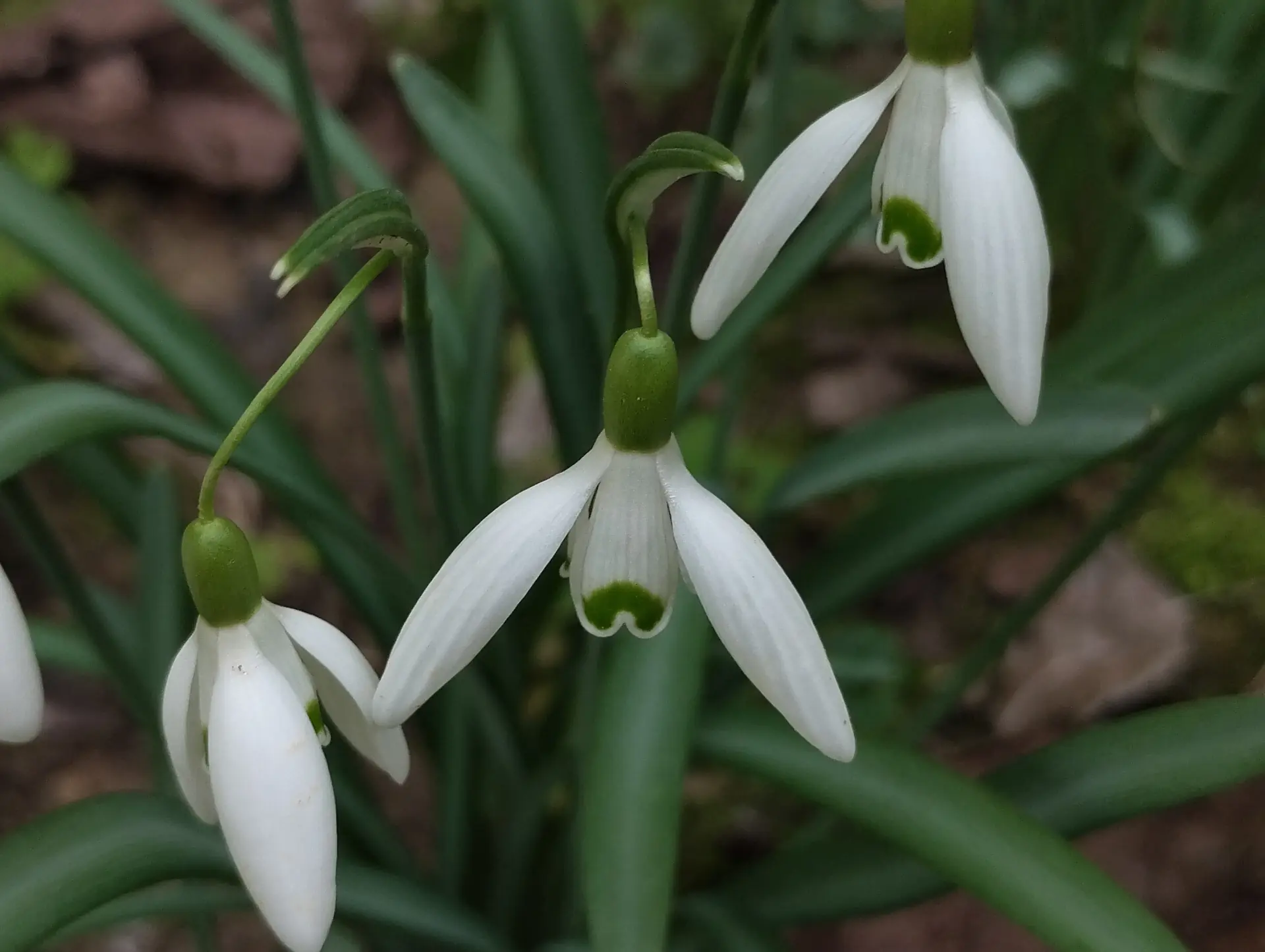 img/galanthus-nivalis.webp
