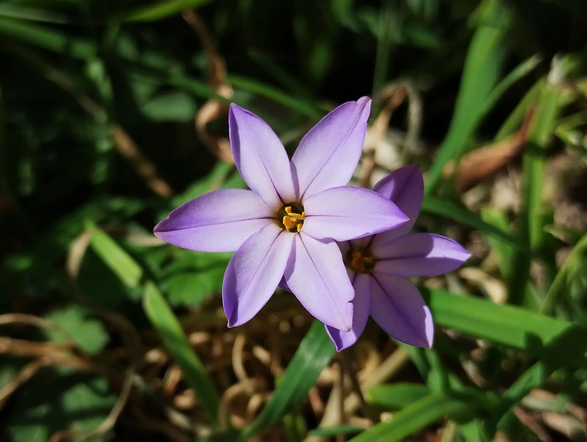 img/ipheion-uniflorum-2.webp