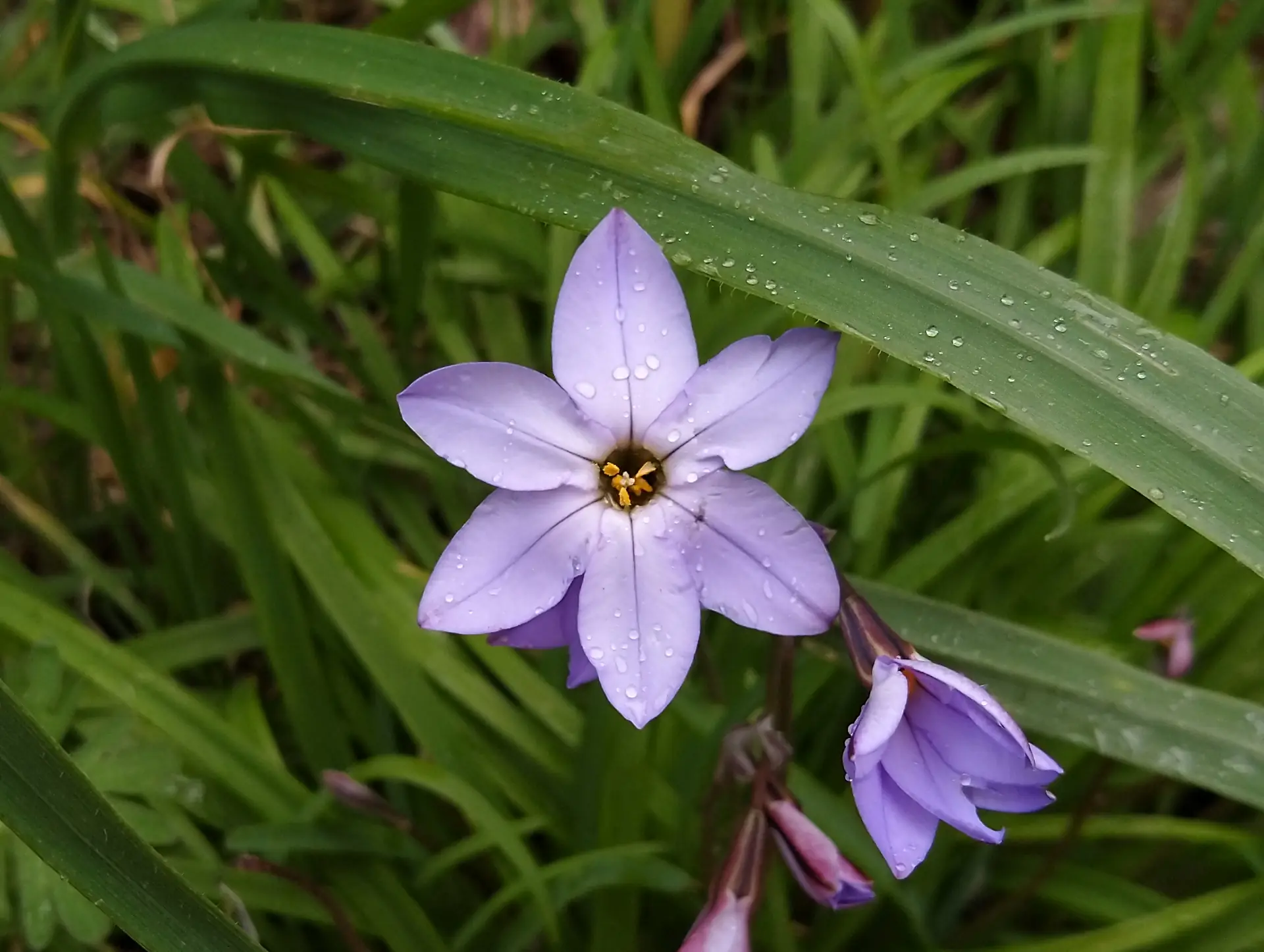 img/ipheion-uniflorum.webp