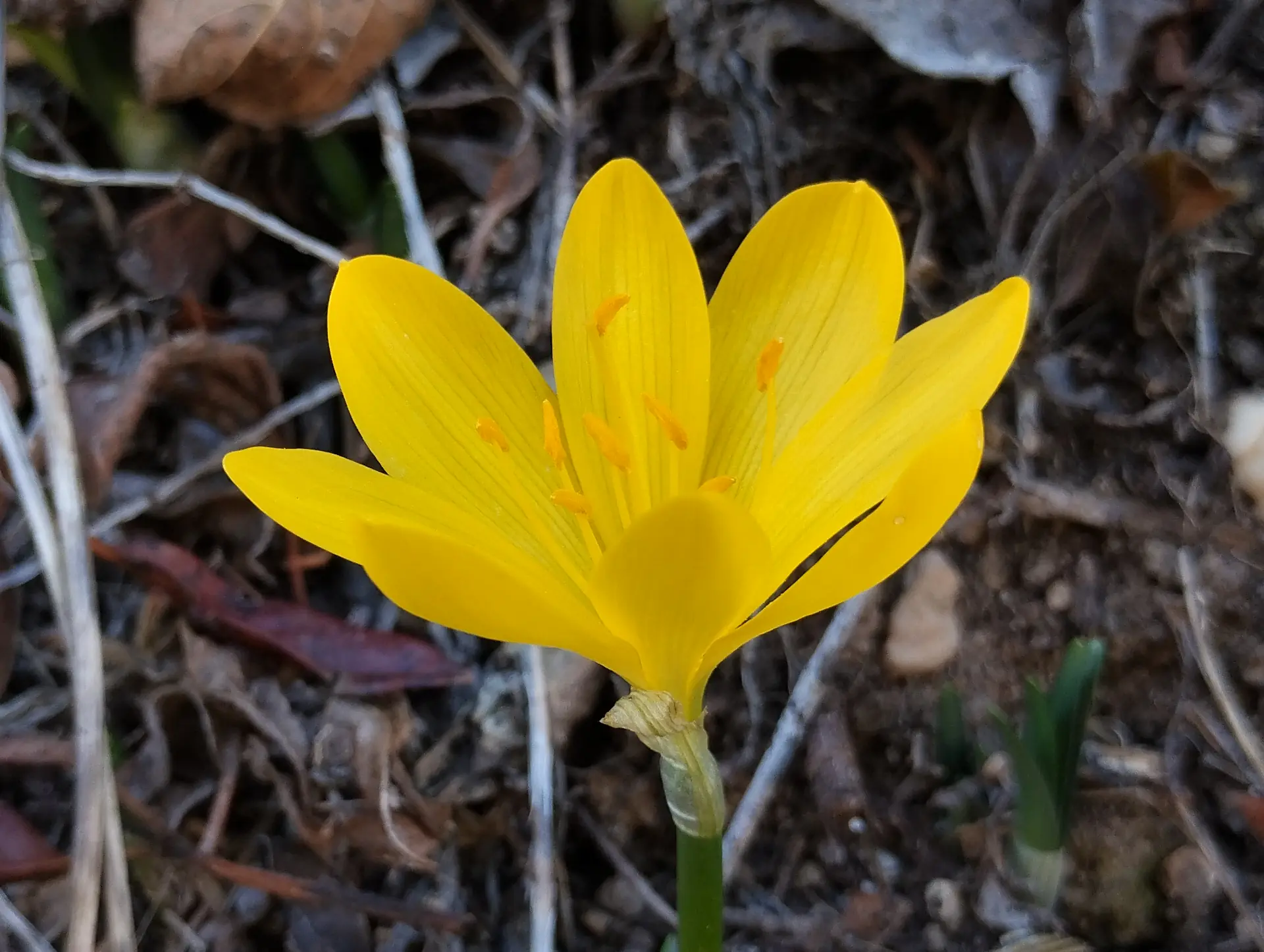 img/sternbergia-lutea-2.webp