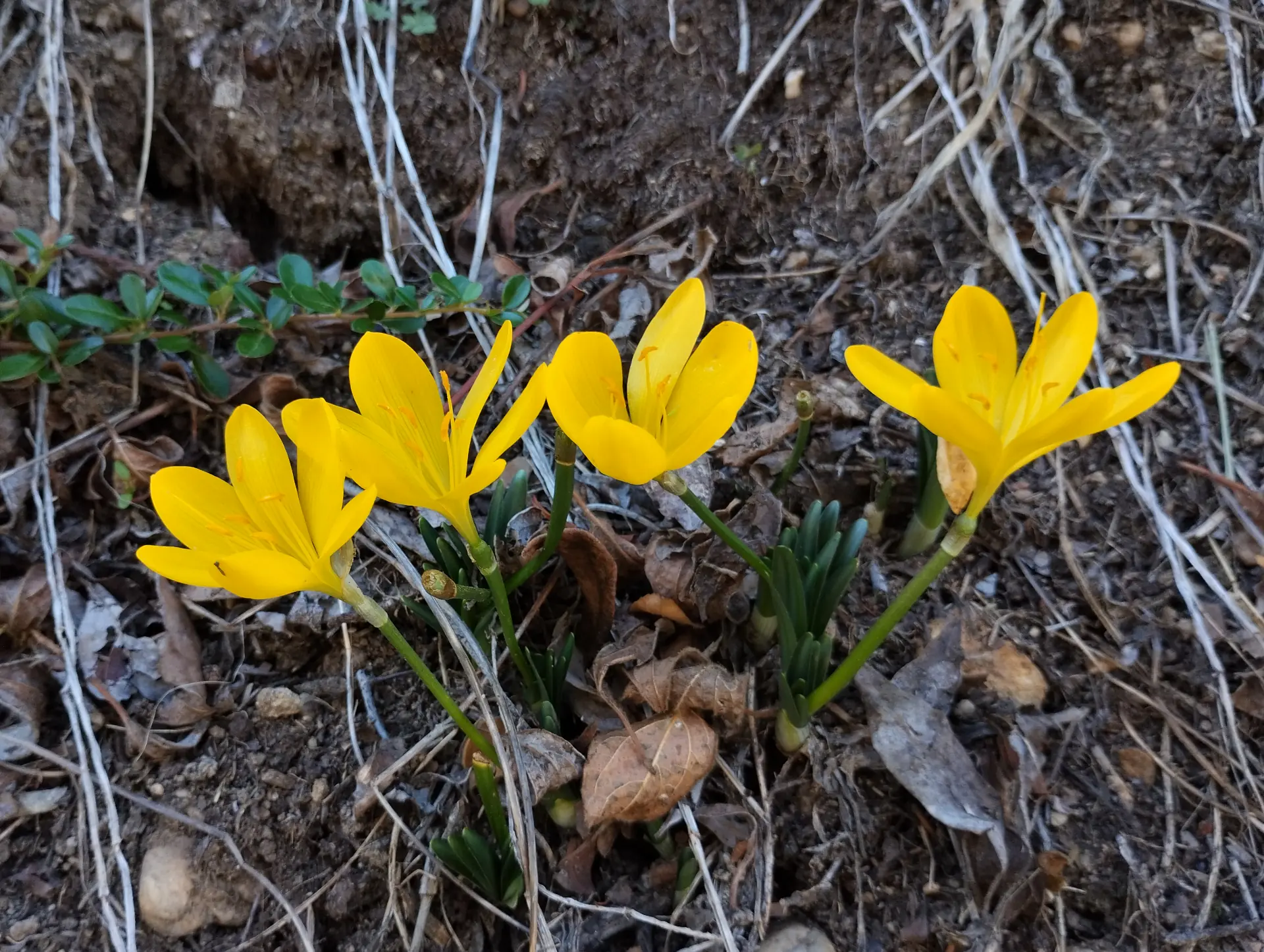 img/sternbergia-lutea-3.webp