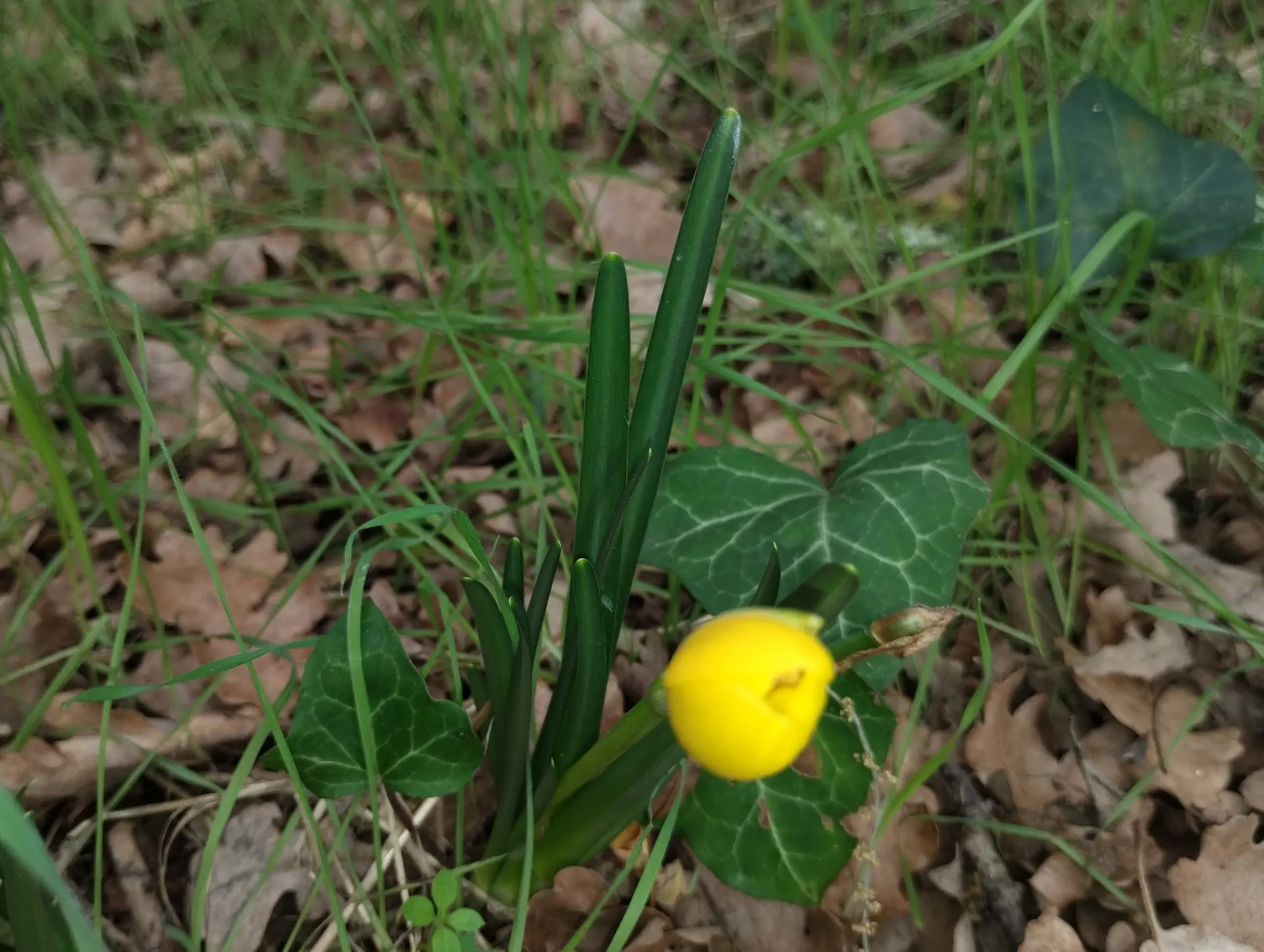 img/sternbergia-lutea-4.webp