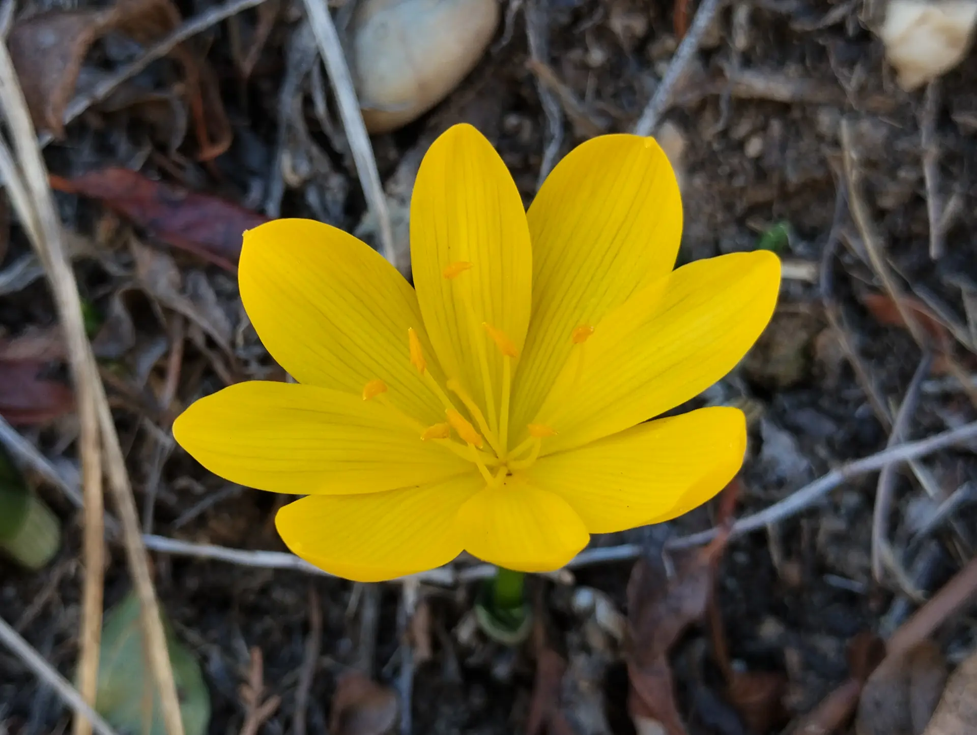 img/sternbergia-lutea.webp