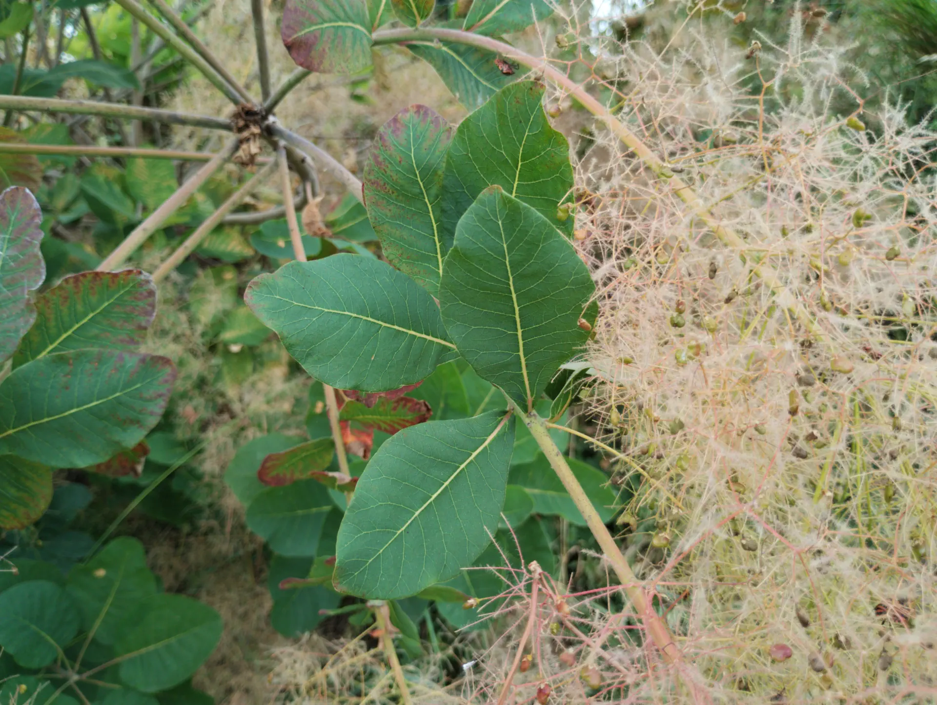 img/cotinus-coggygria-6.webp