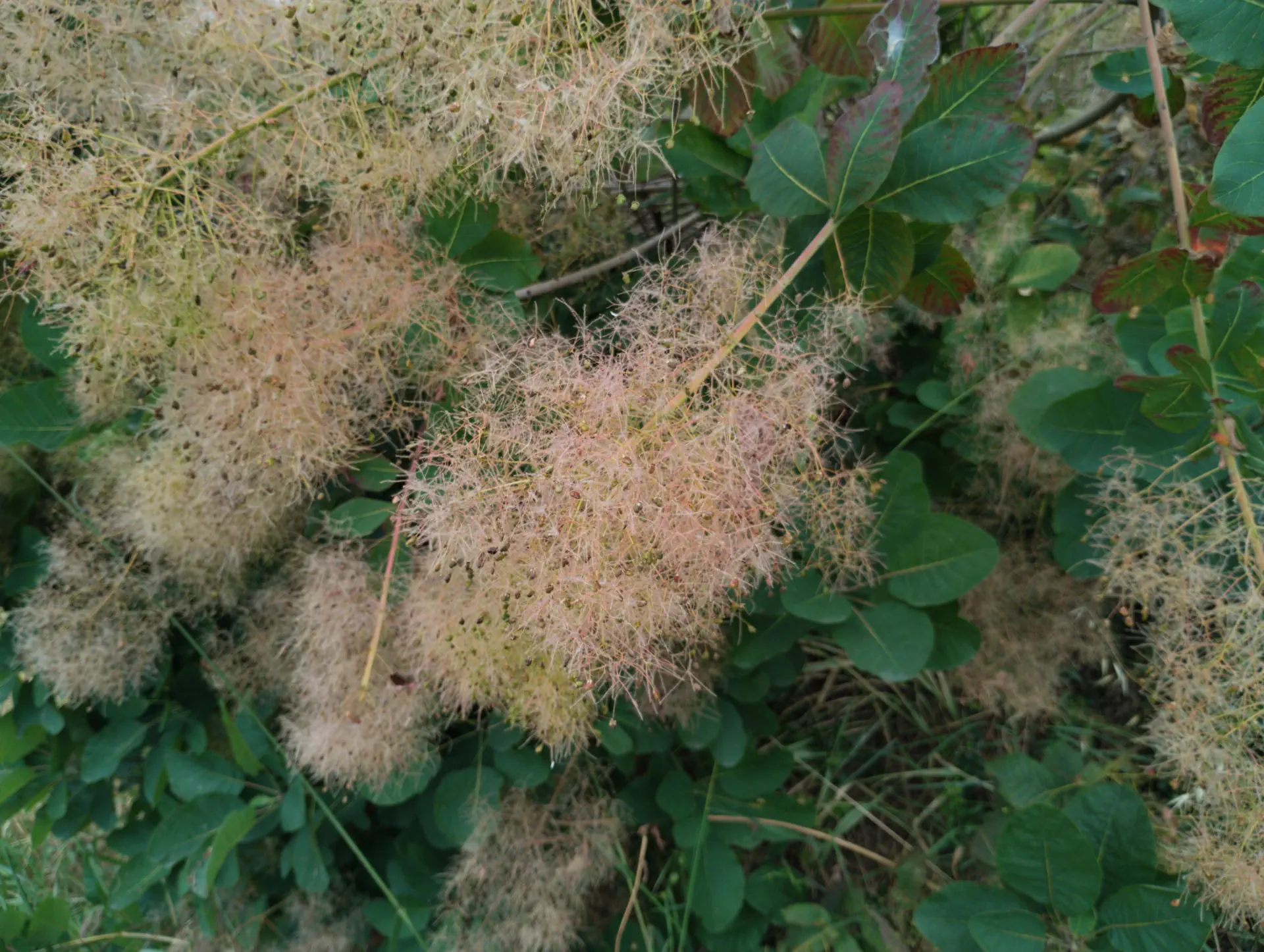 img/cotinus-coggygria.webp