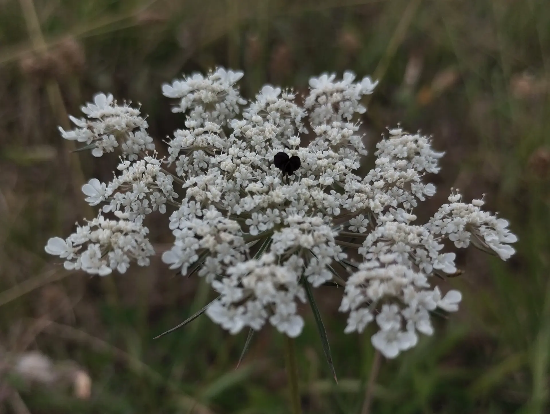 img/daucus-carota-carota-2.webp