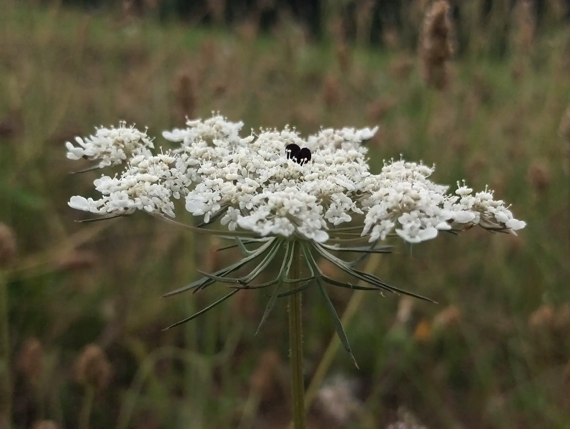 img/daucus-carota-carota-3.webp