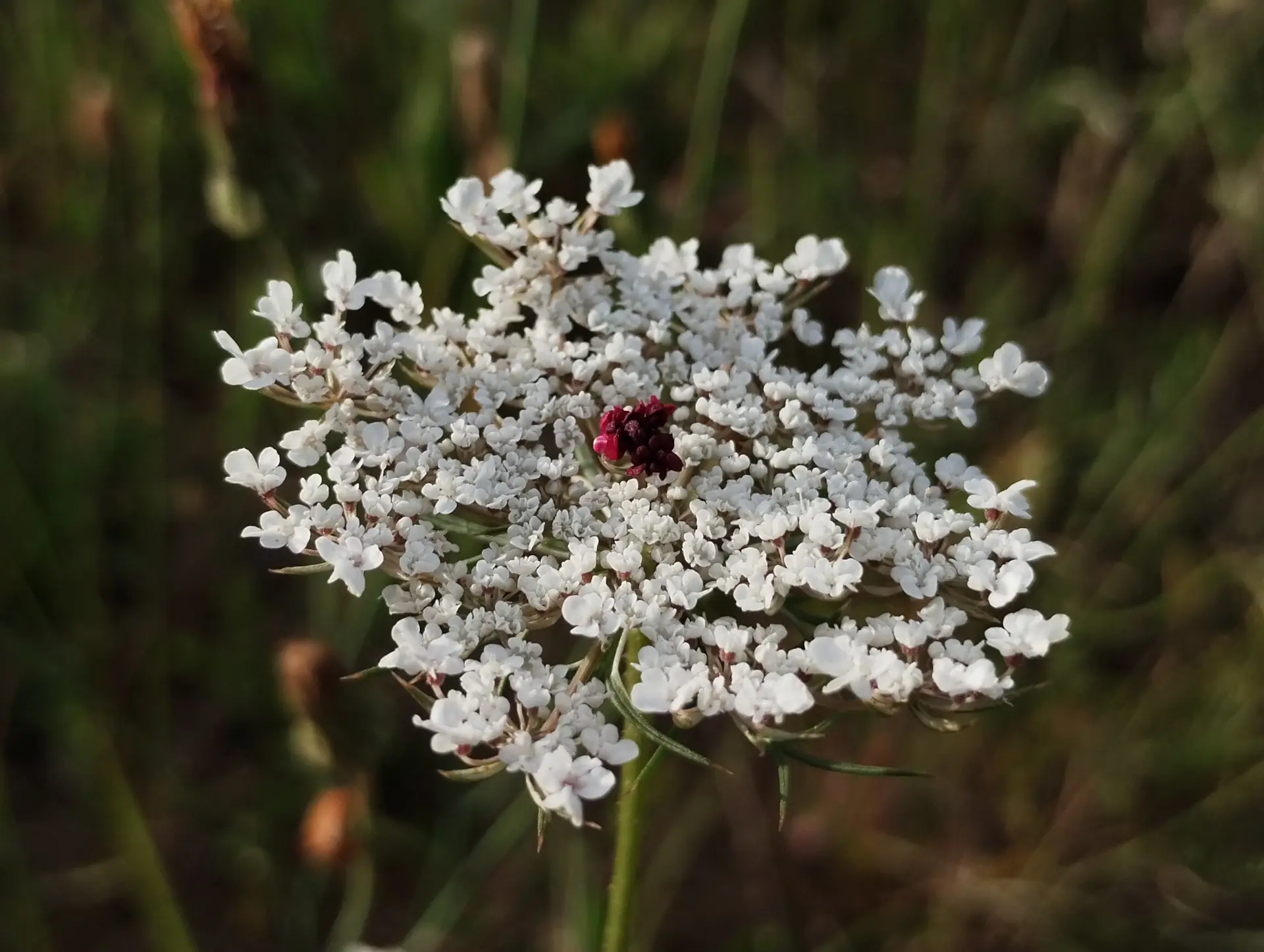 img/daucus-carota-carota-4.webp