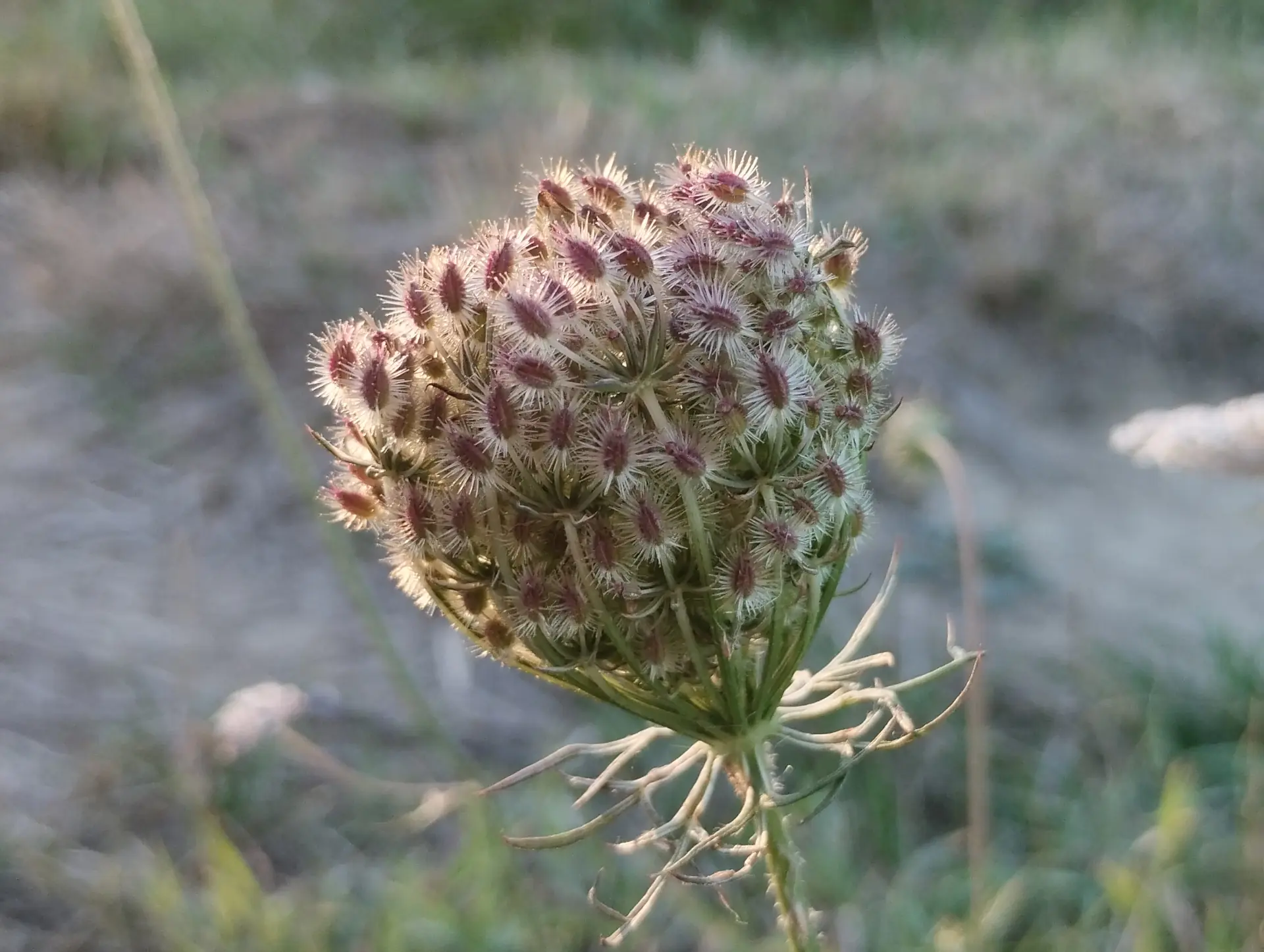 img/daucus-carota-carota-5.webp