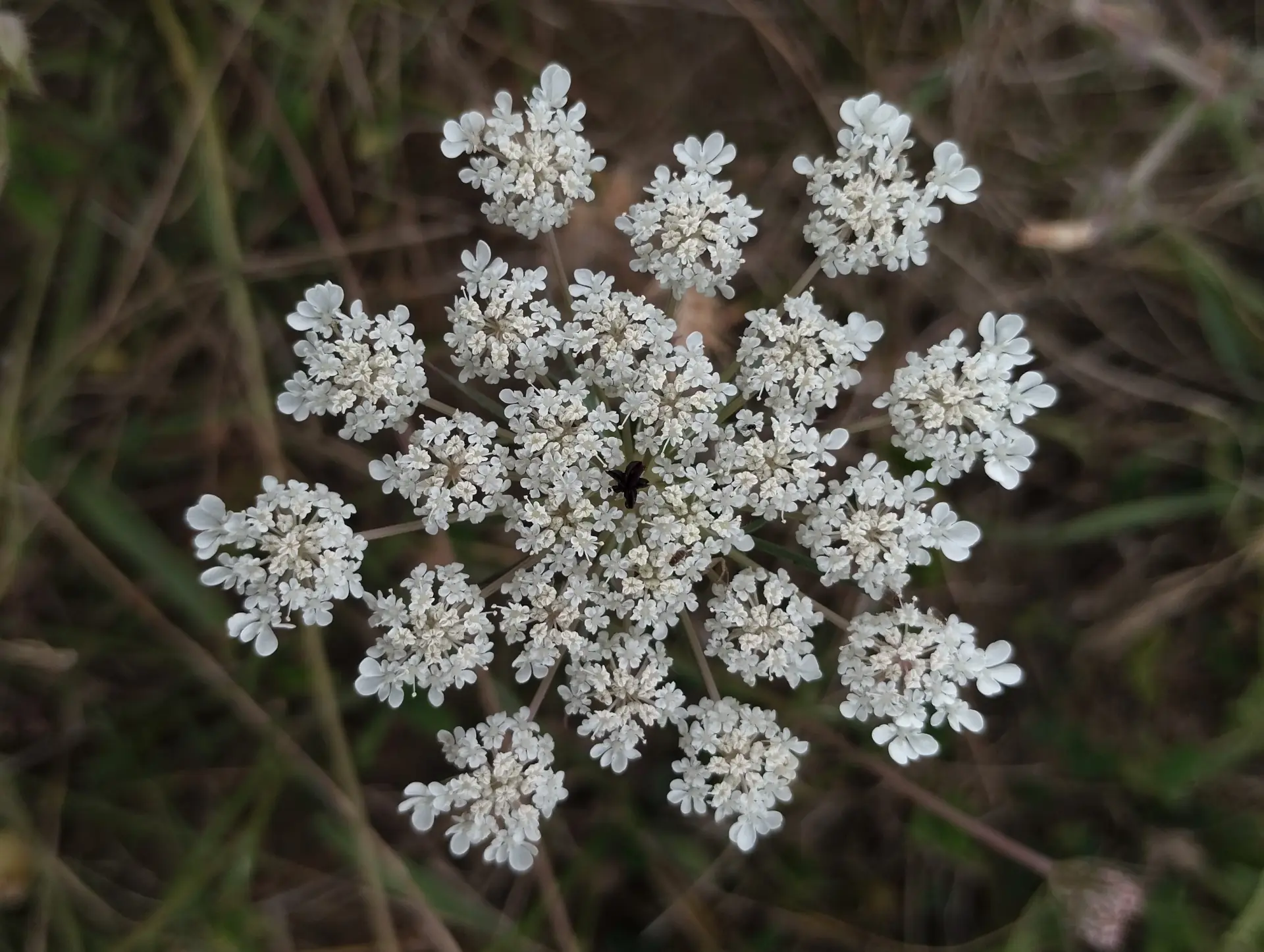 img/daucus-carota-carota.webp
