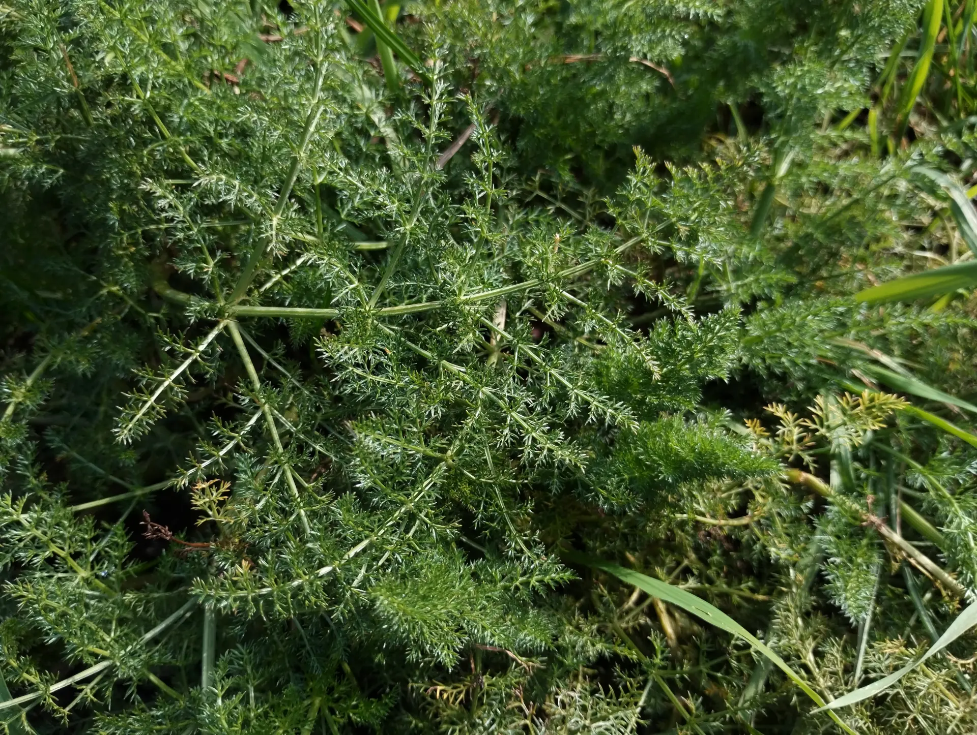 img/foeniculum-vulgare-2.webp