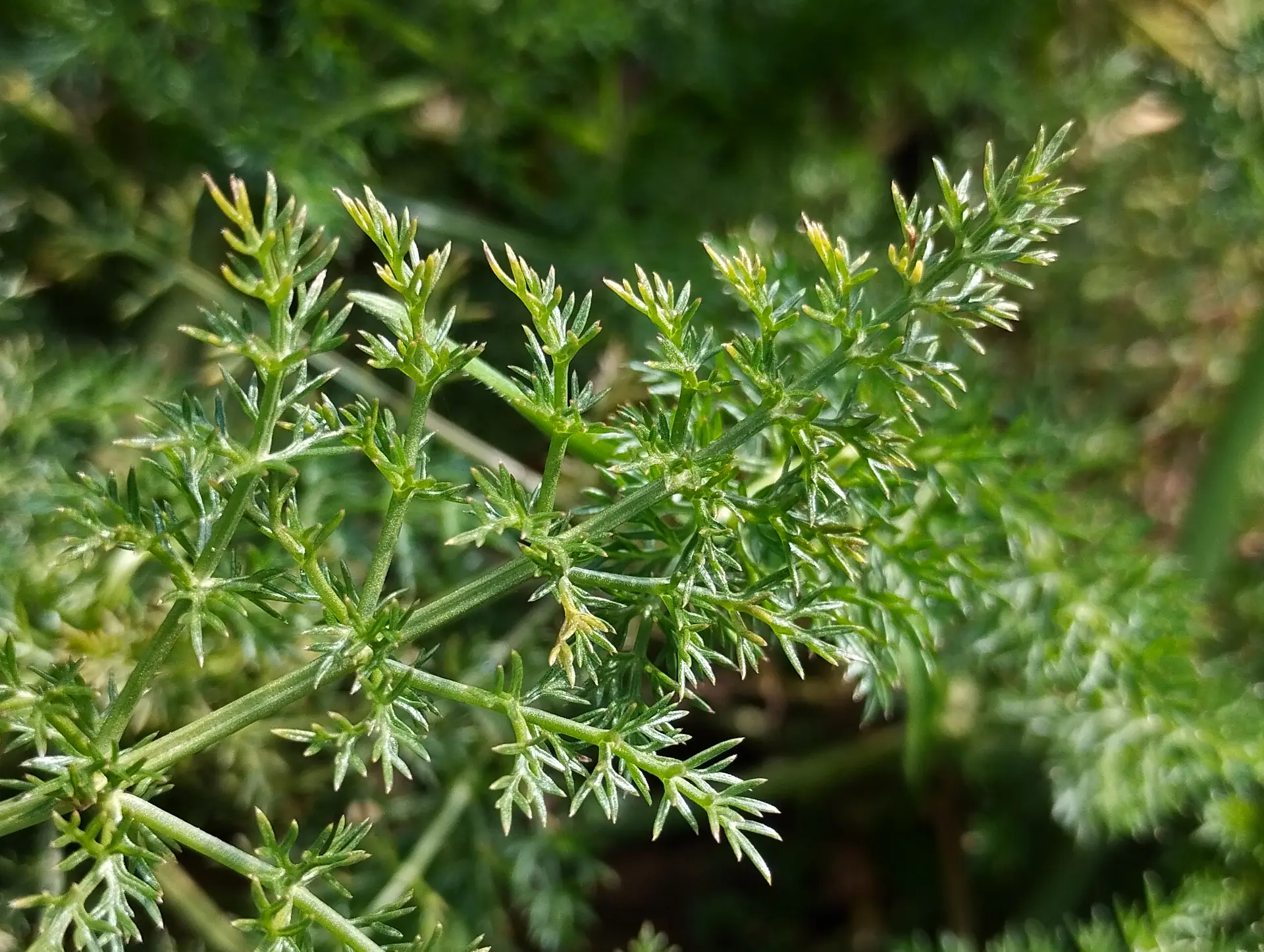 img/foeniculum-vulgare-3.webp