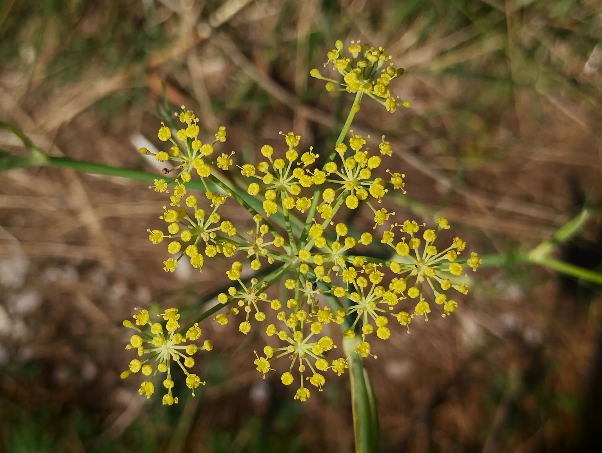 img/foeniculum-vulgare.webp