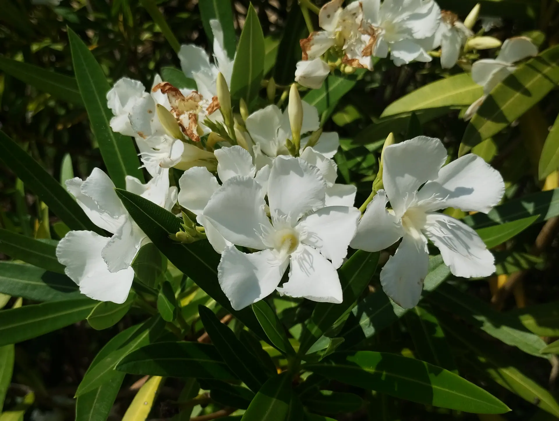img/nerium-oleander-2.webp