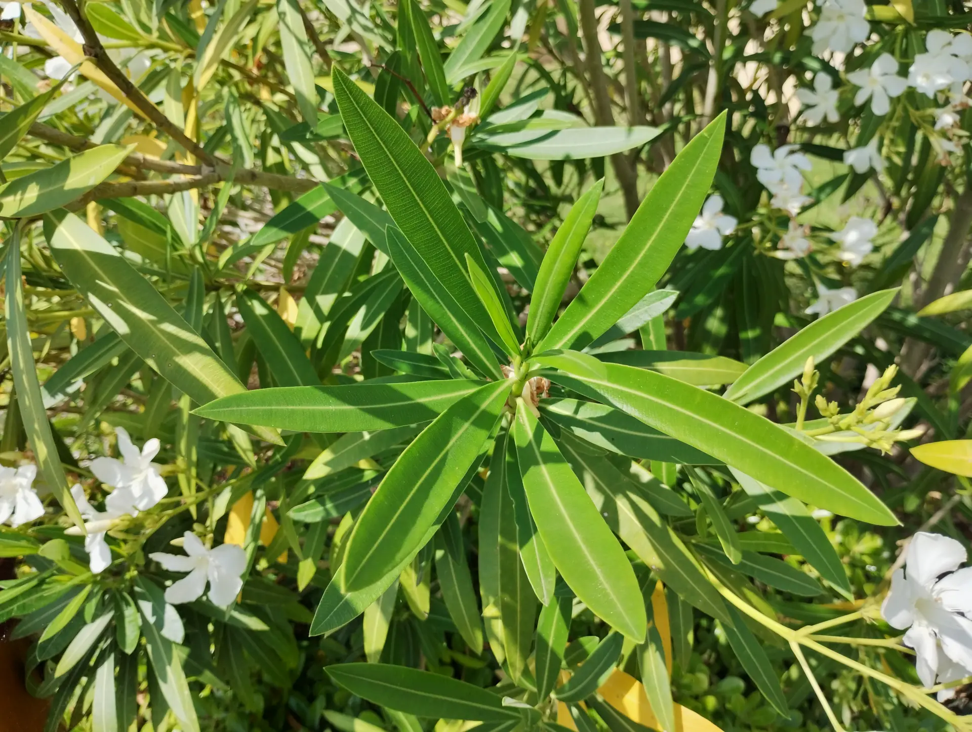 img/nerium-oleander-3.webp
