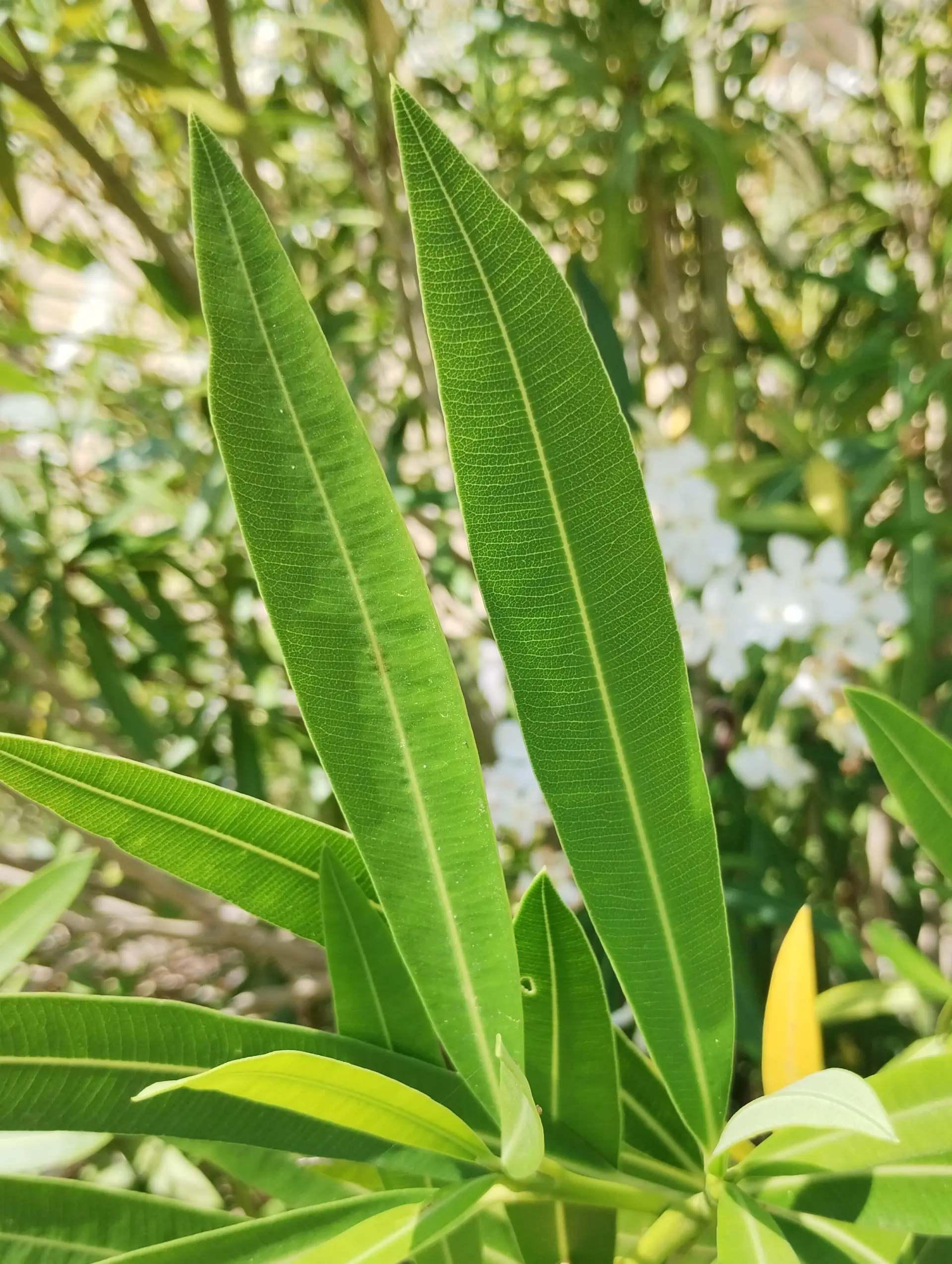 img/nerium-oleander-4.webp