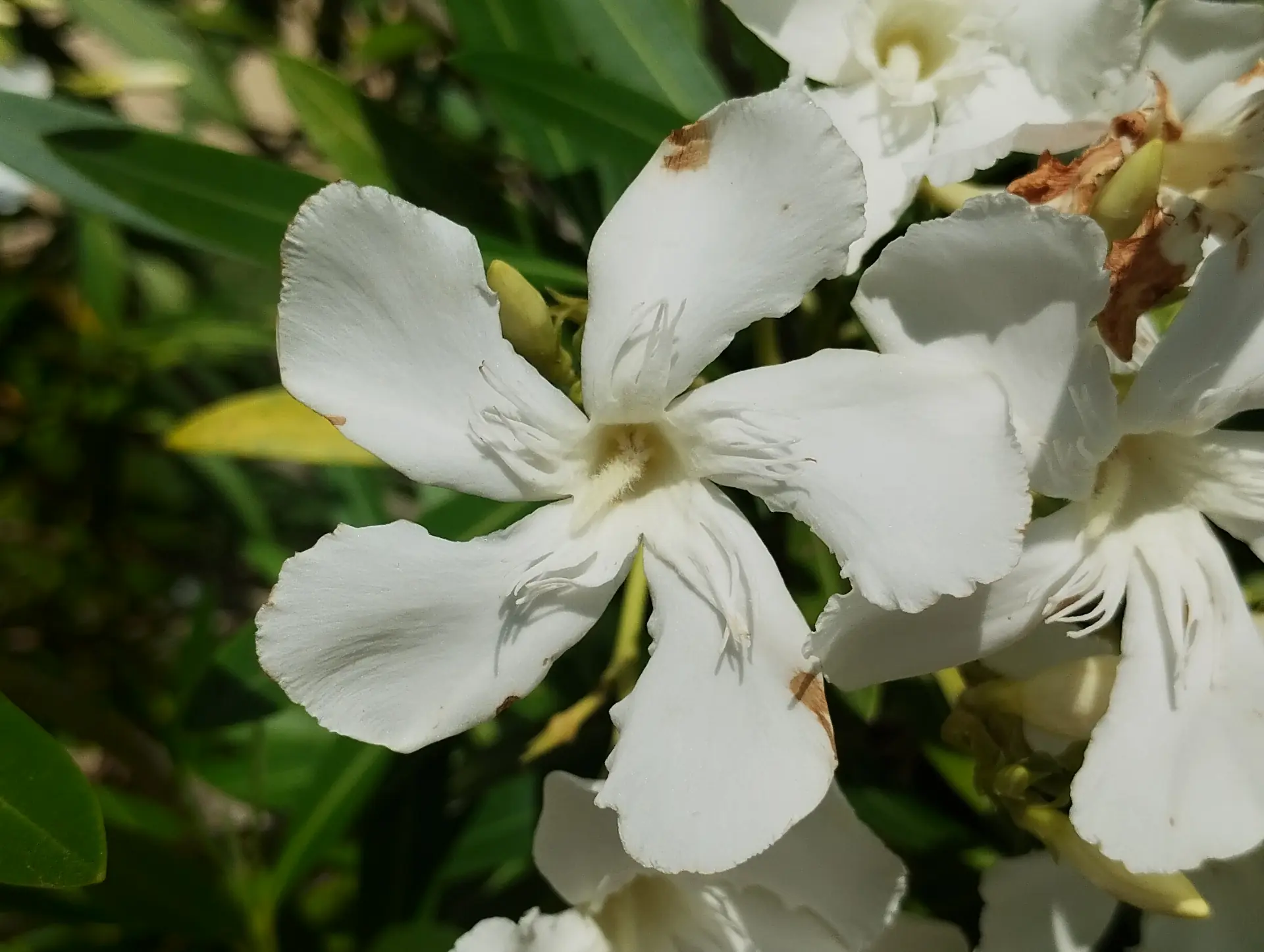 img/nerium-oleander.webp
