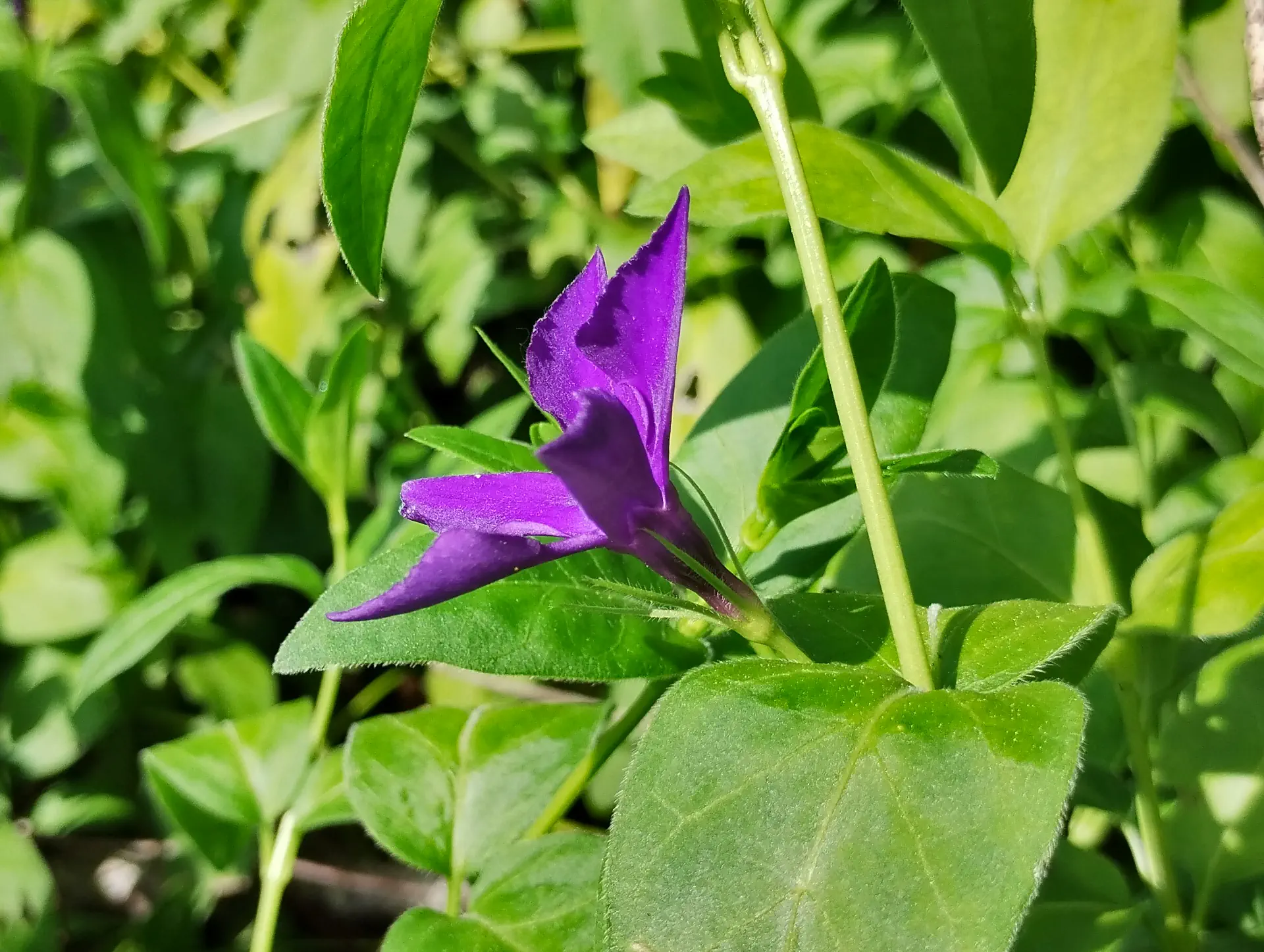 img/vinca-herbacea-2.webp