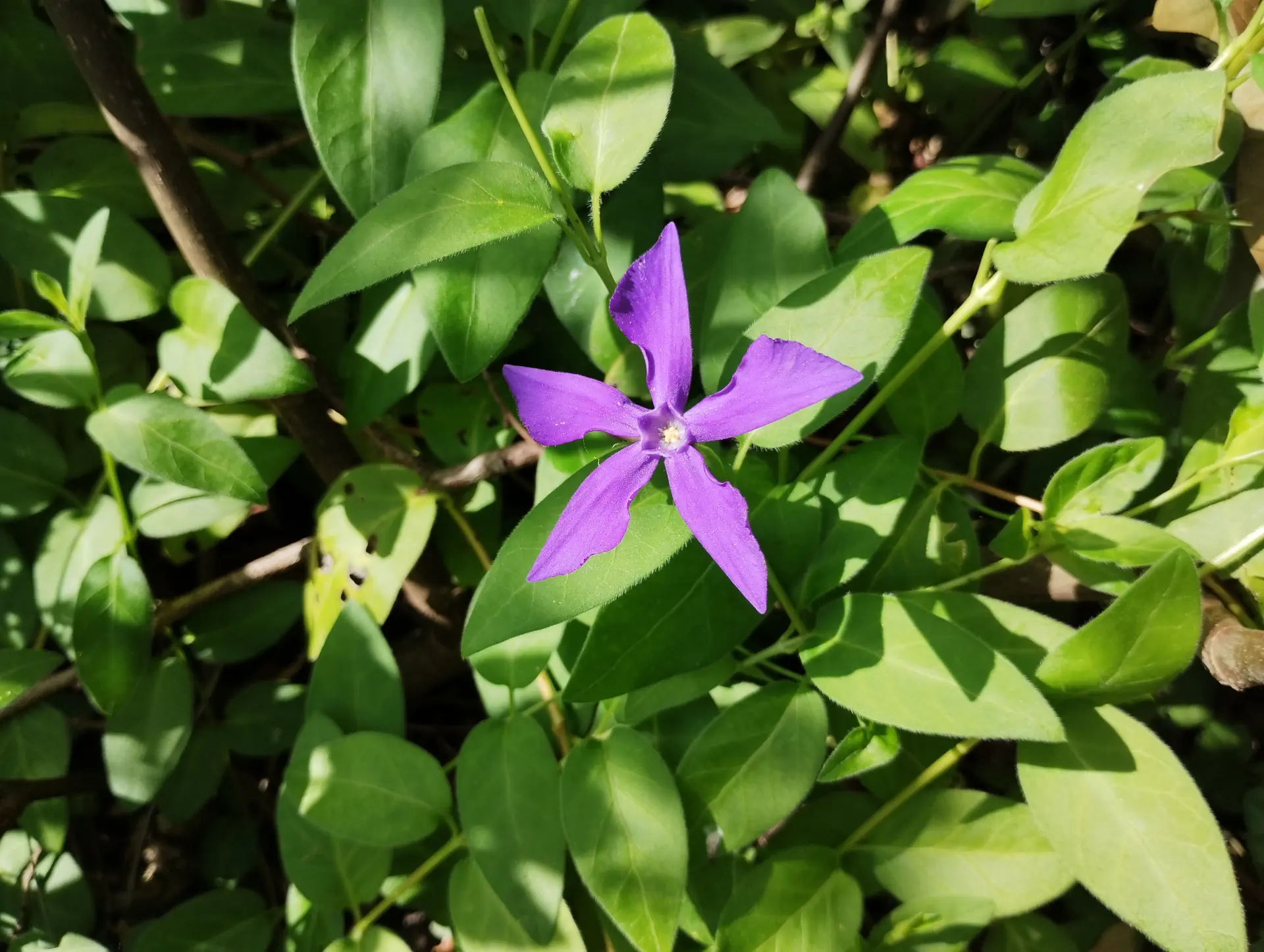 img/vinca-herbacea-3.webp