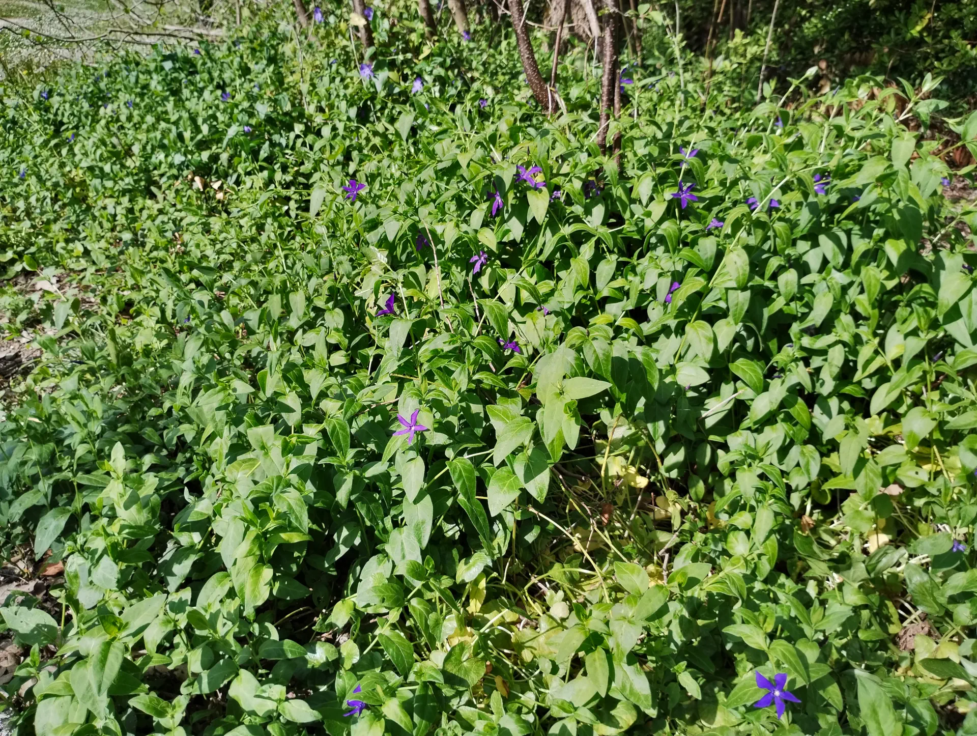 img/vinca-herbacea-4.webp