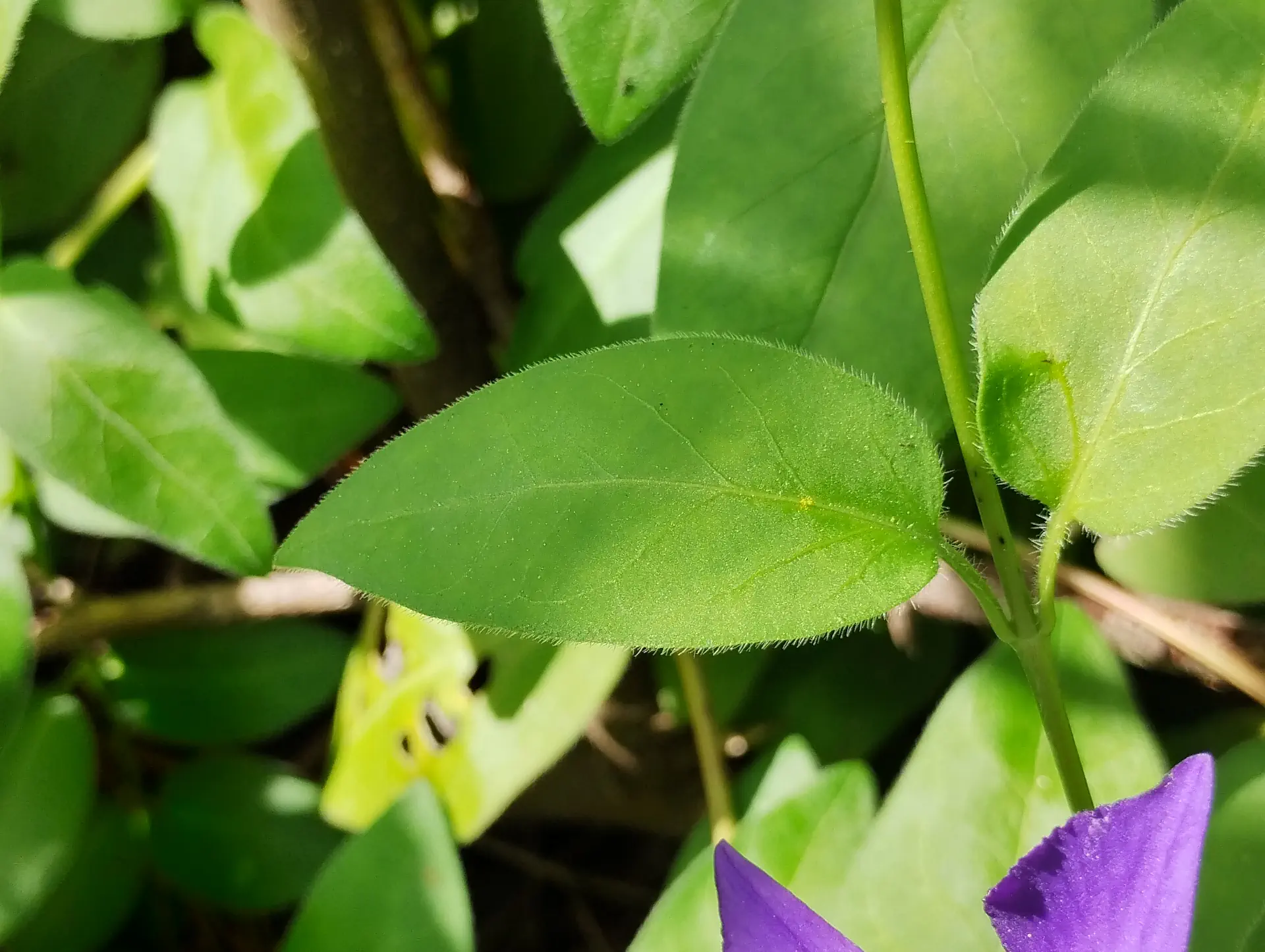 img/vinca-herbacea-5.webp