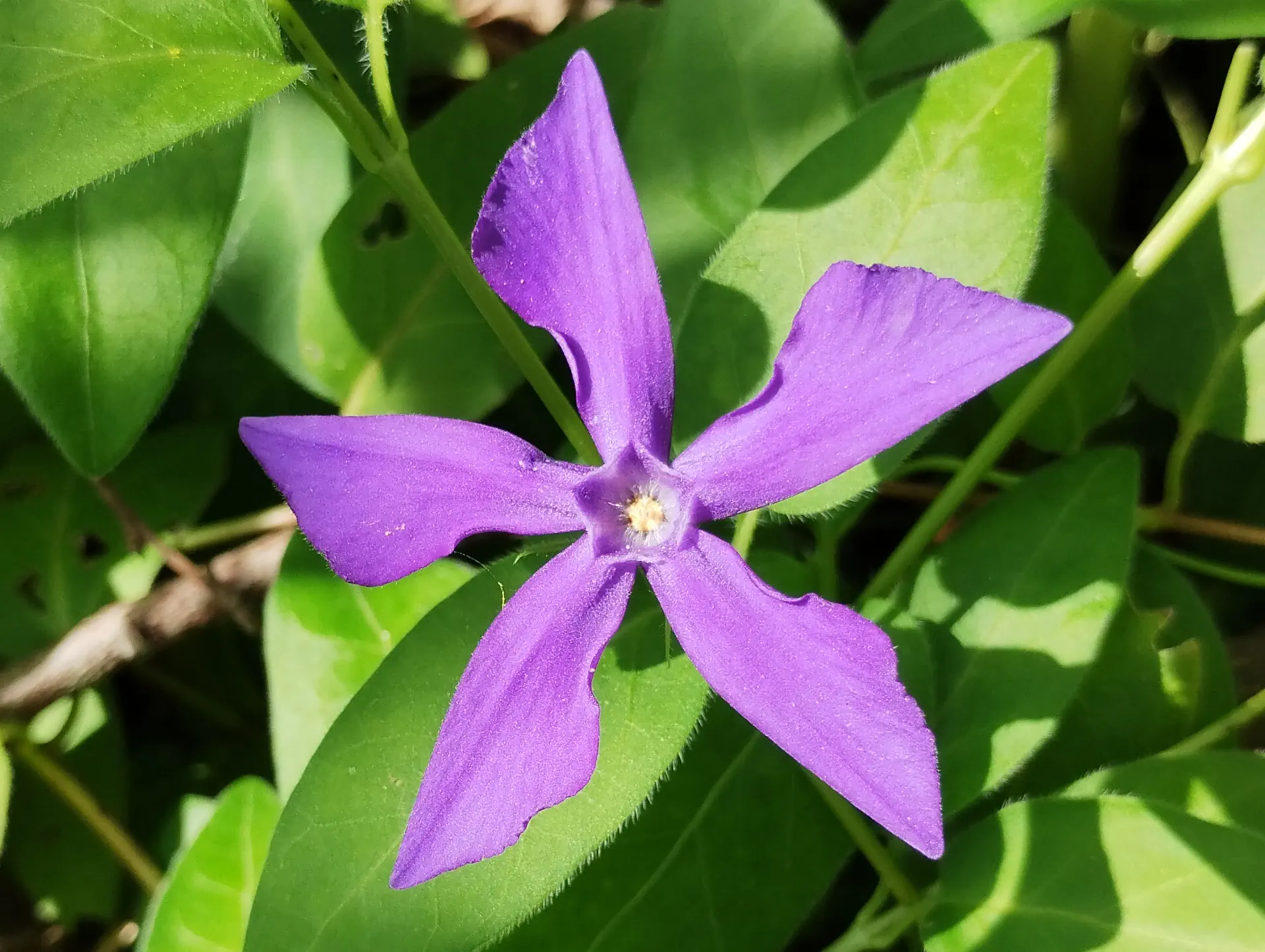 img/vinca-herbacea.webp
