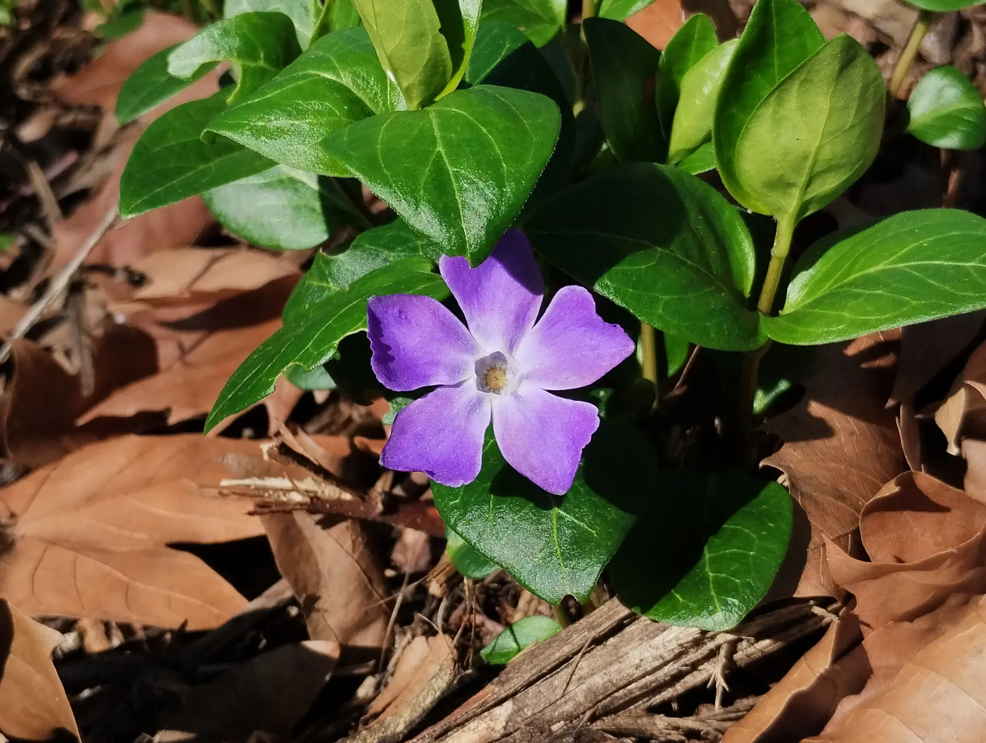 img/vinca-major-2.webp