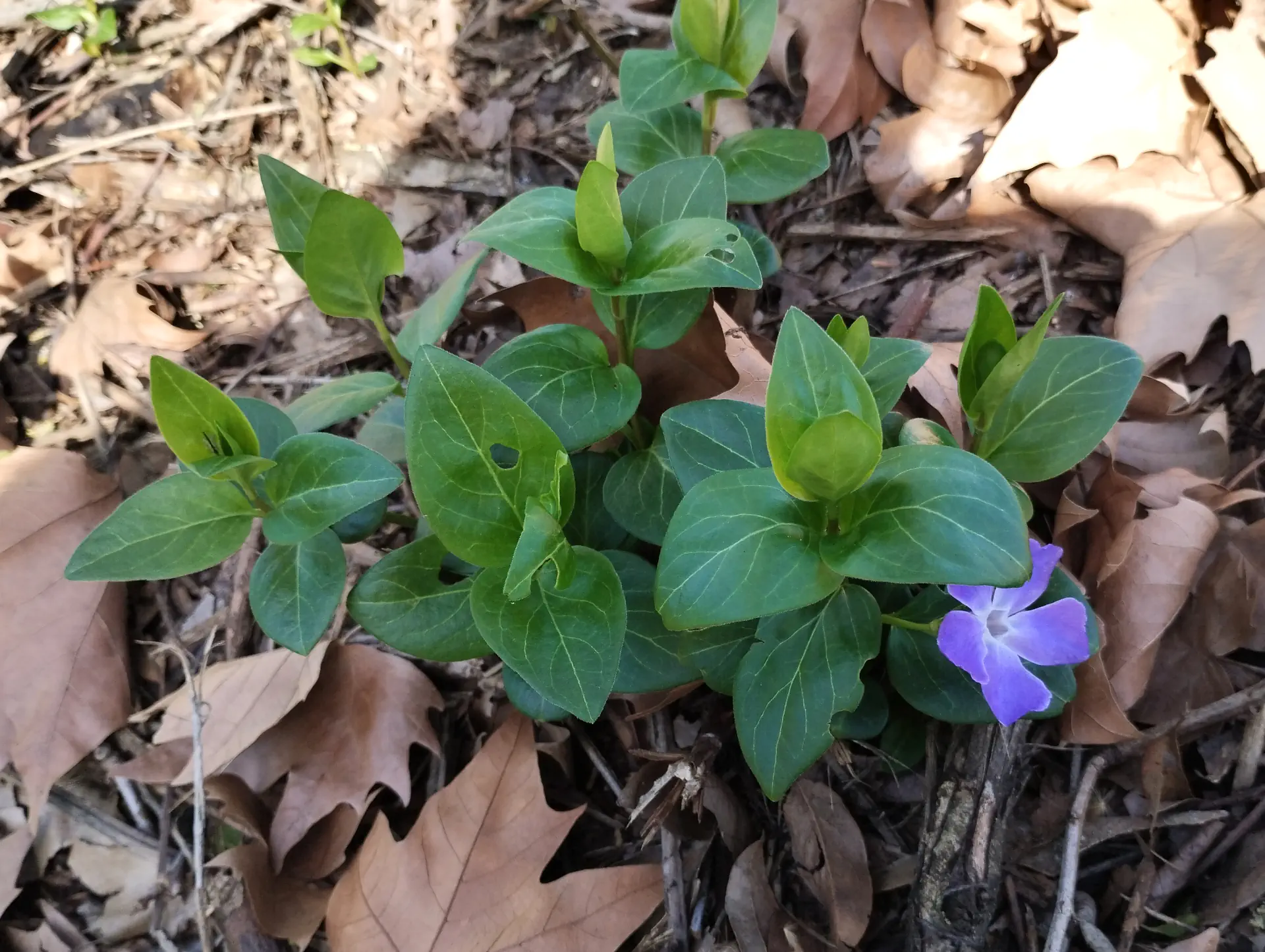 img/vinca-major-3.webp