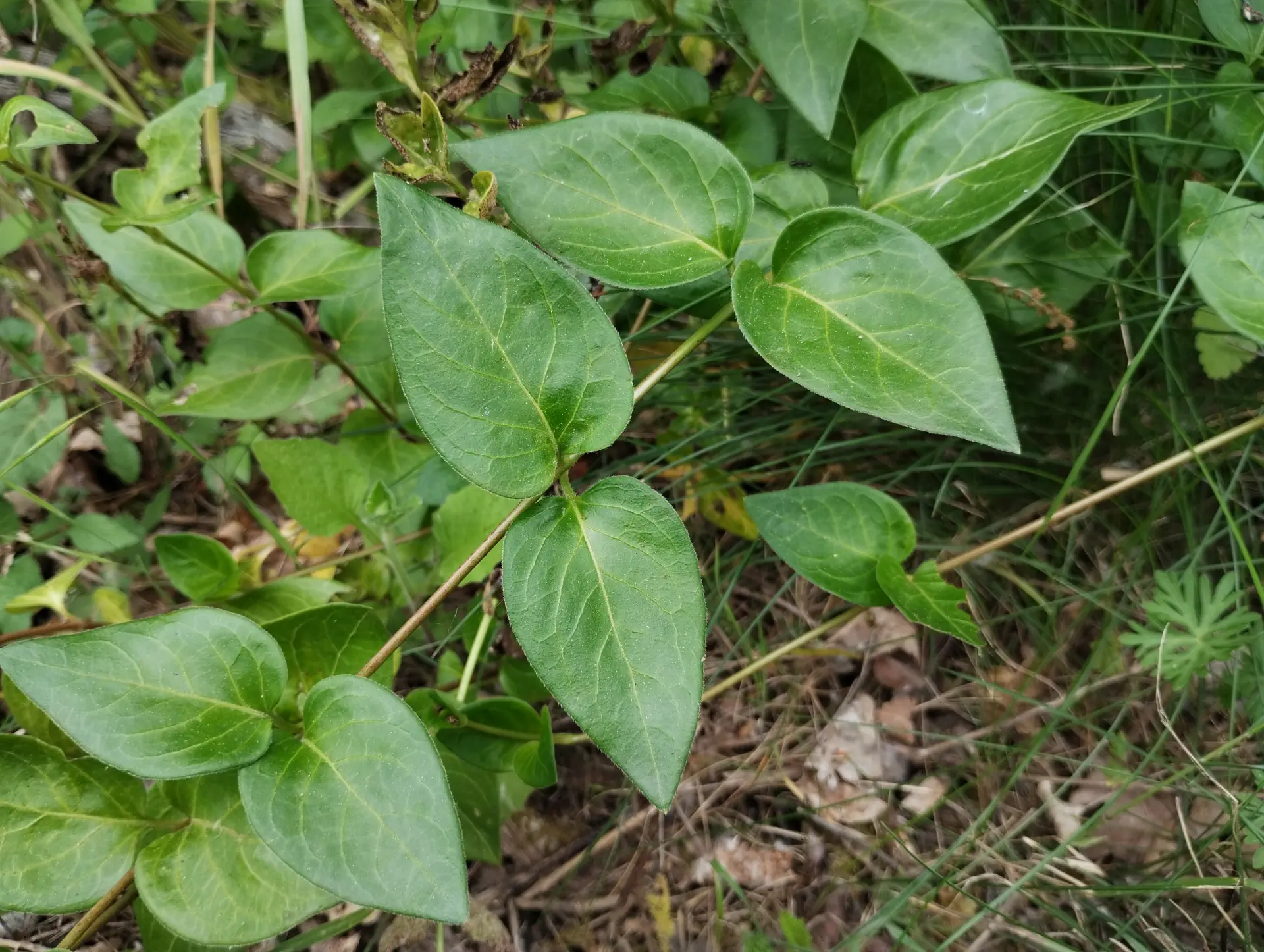 img/vinca-major-4.webp