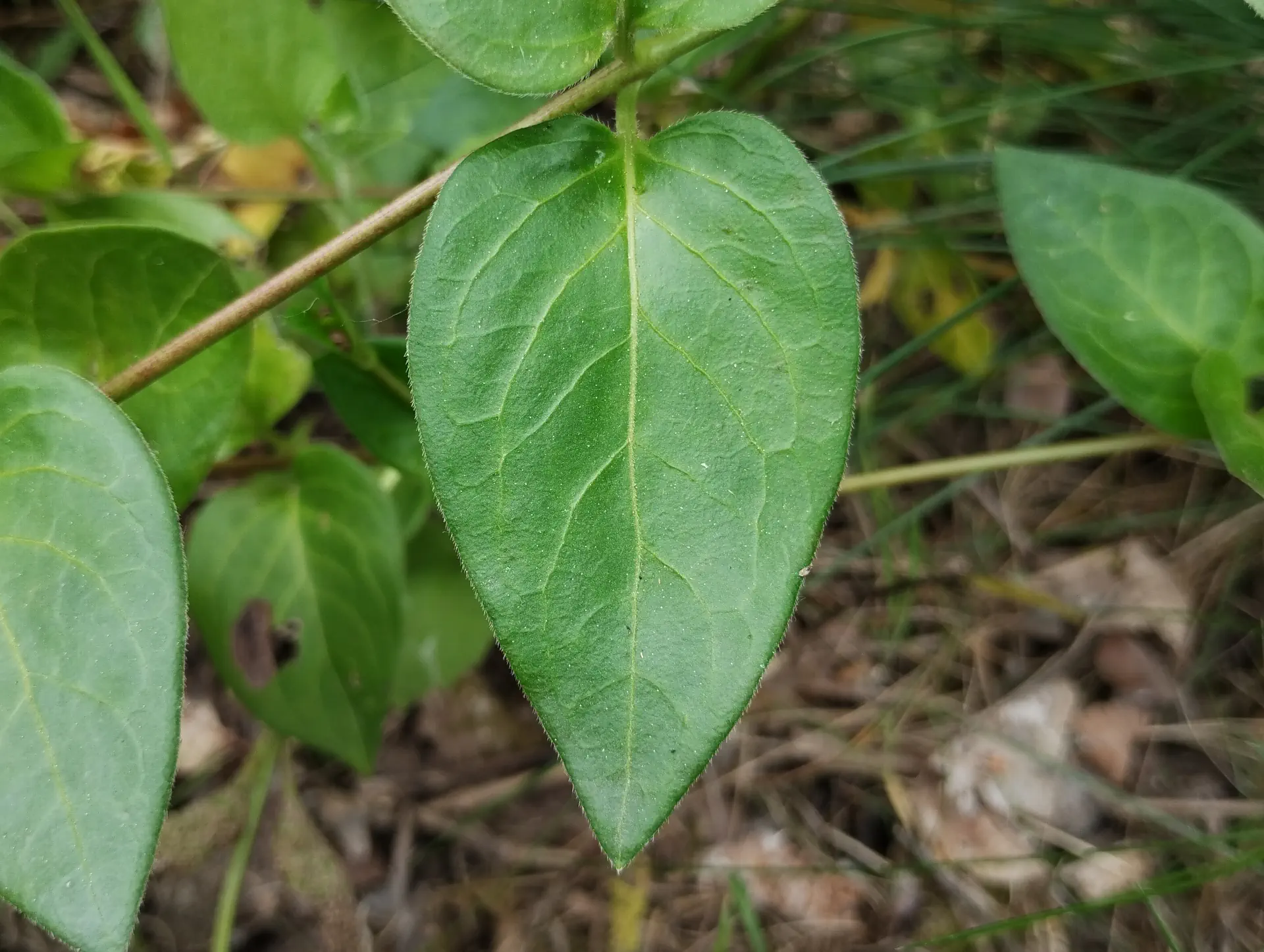 img/vinca-major-5.webp