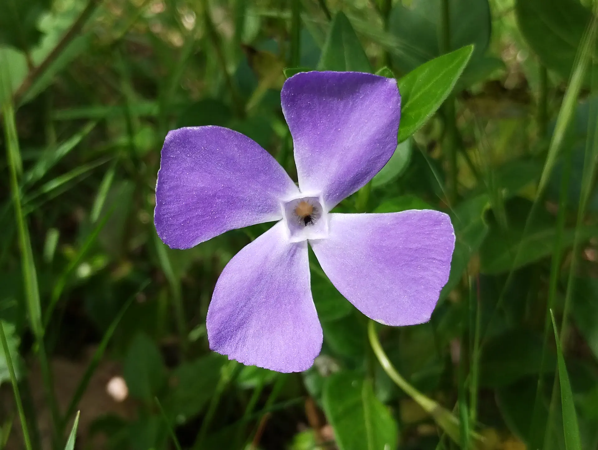img/vinca-major-anomaly.webp