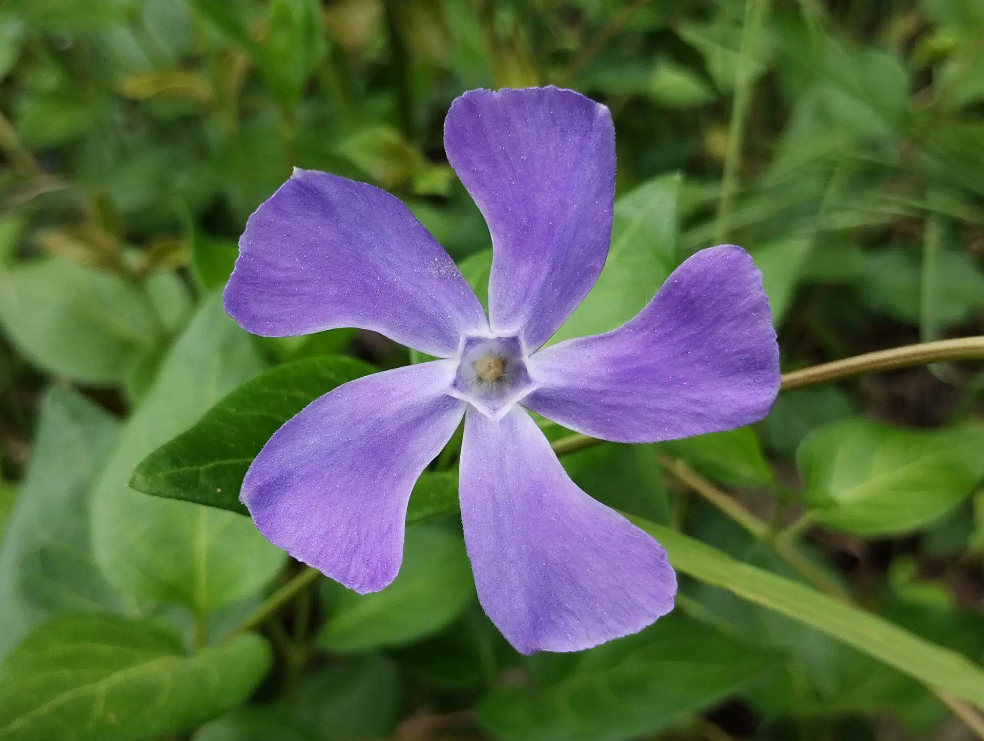 img/vinca-major.webp