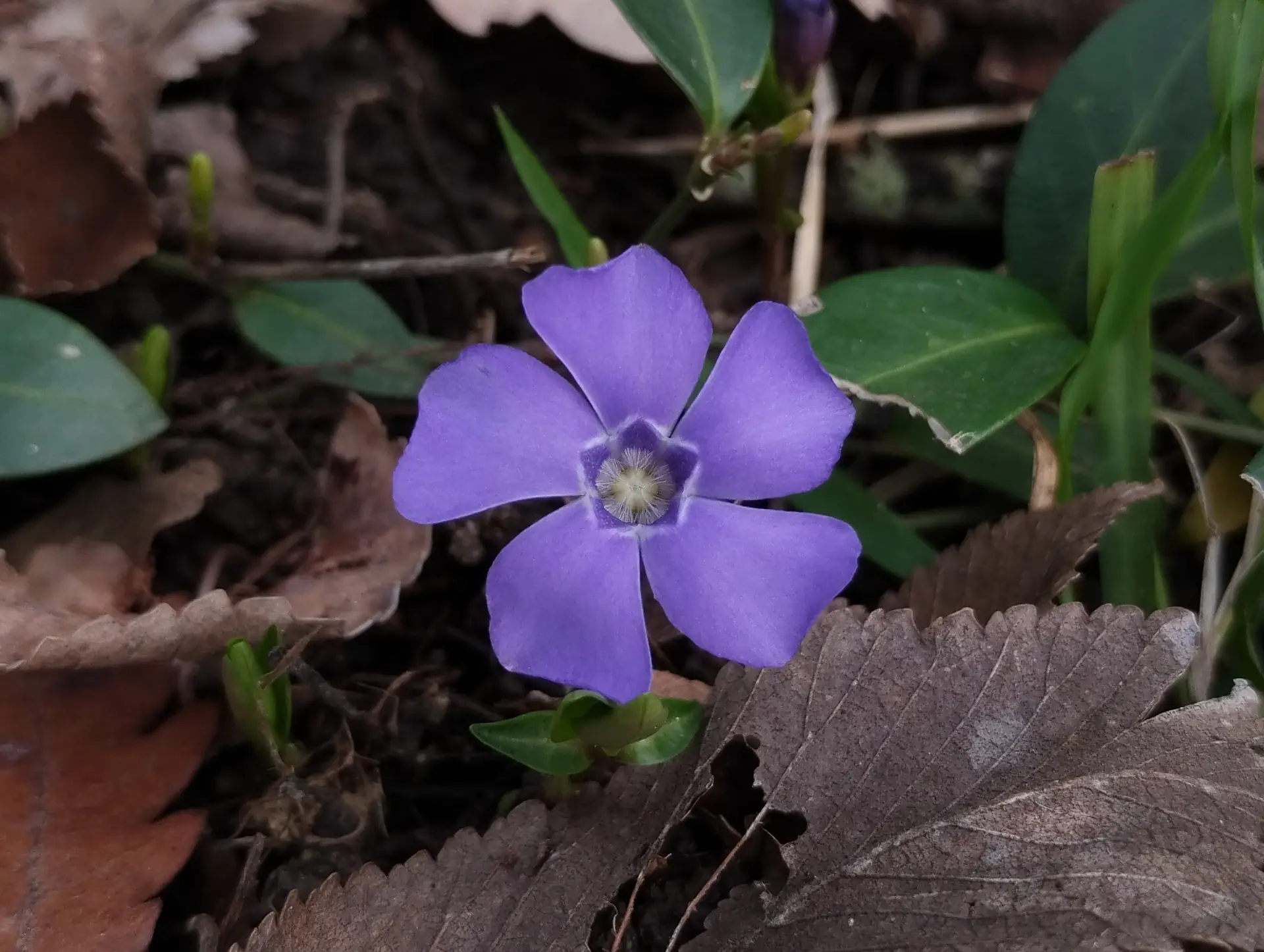 img/vinca-minor-2.webp