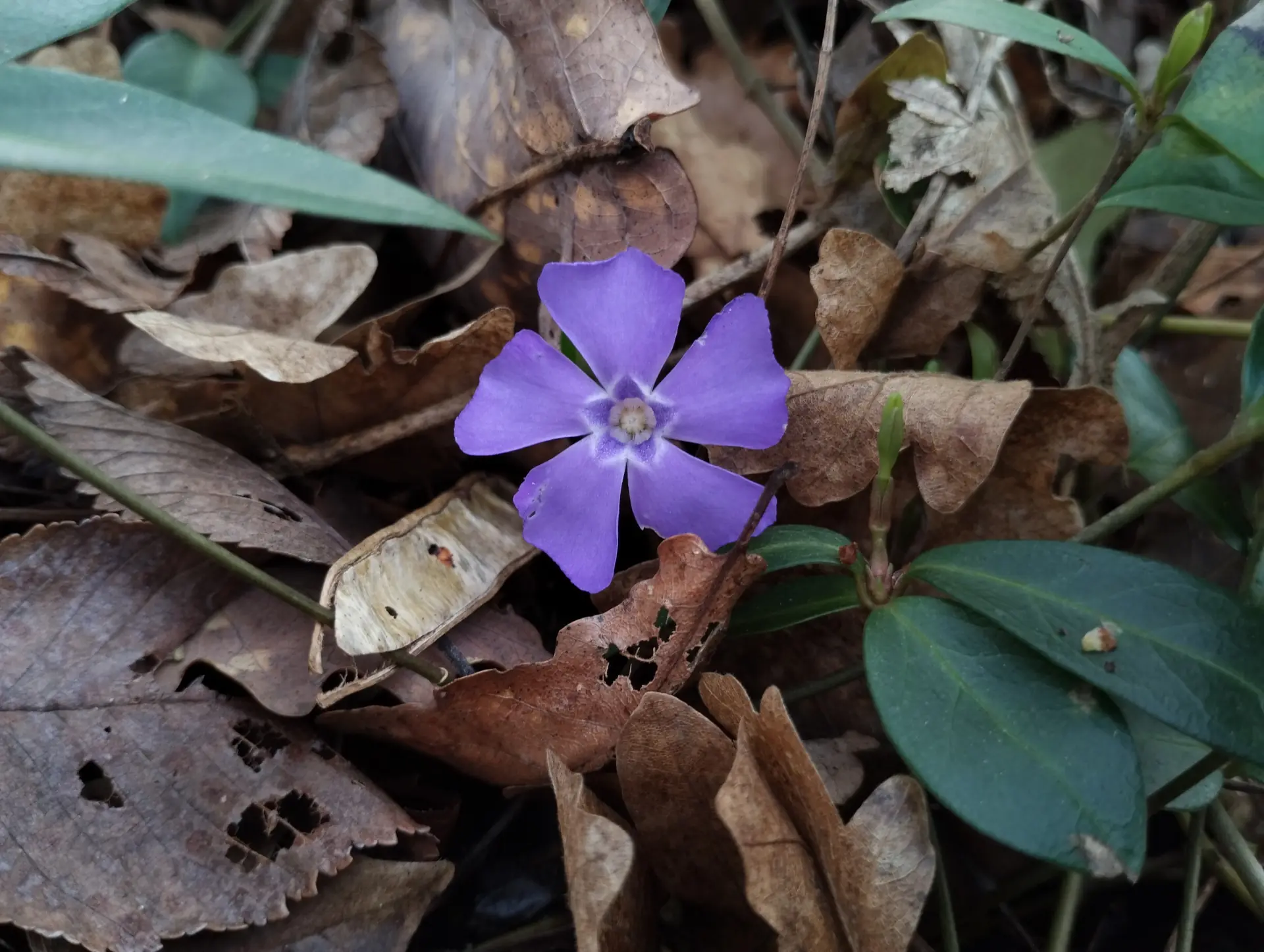 img/vinca-minor-3.webp