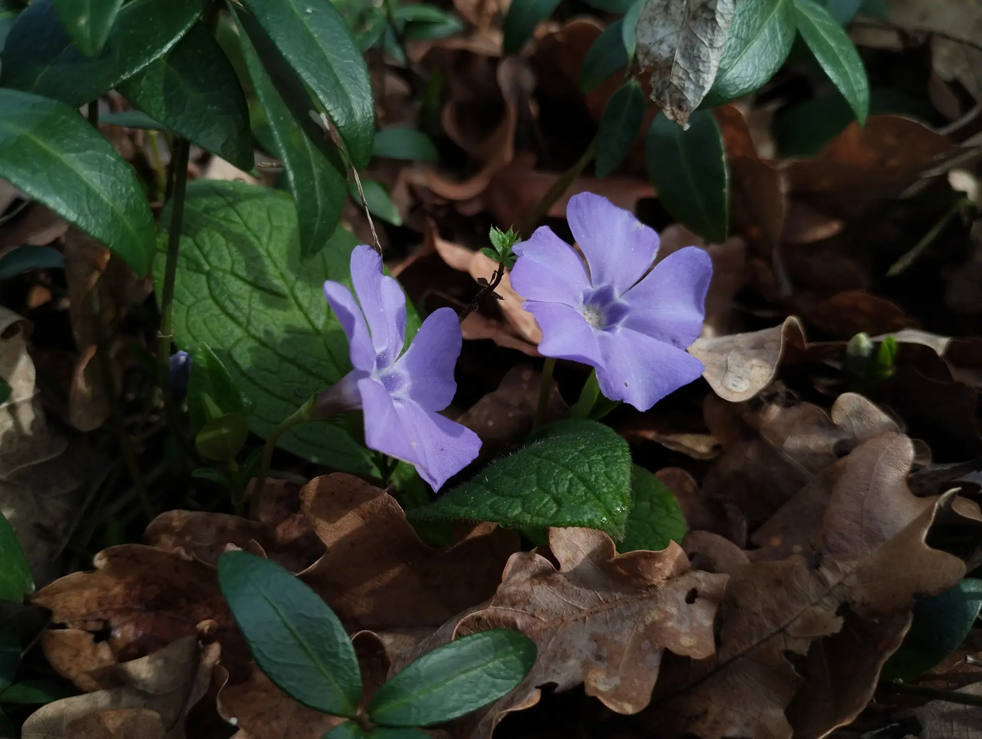 img/vinca-minor-4.webp