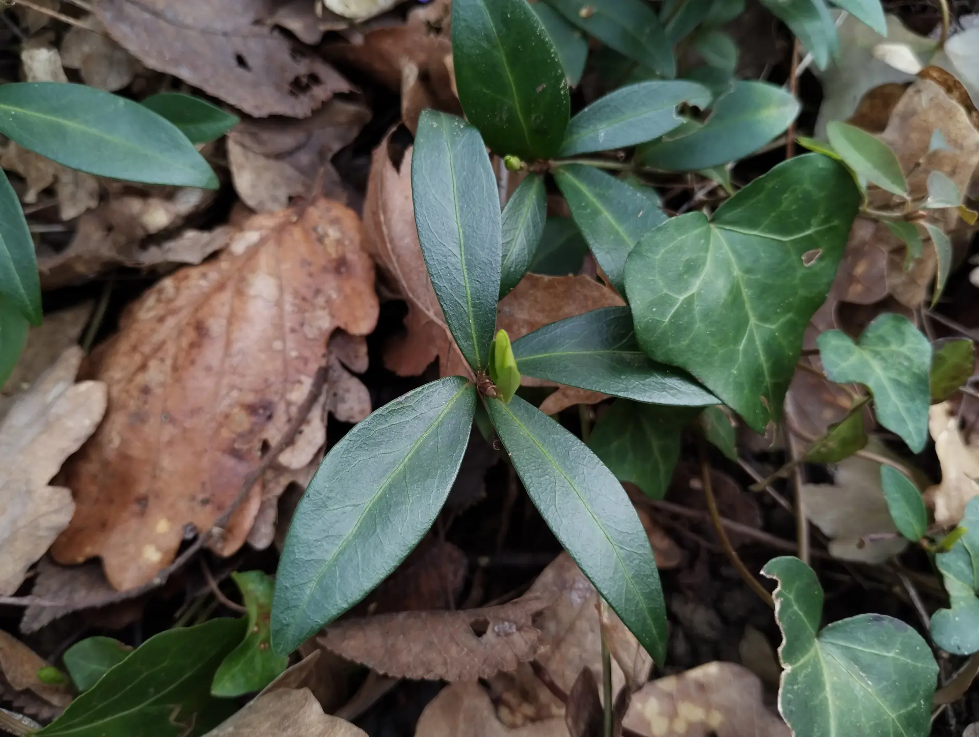 img/vinca-minor-5.webp