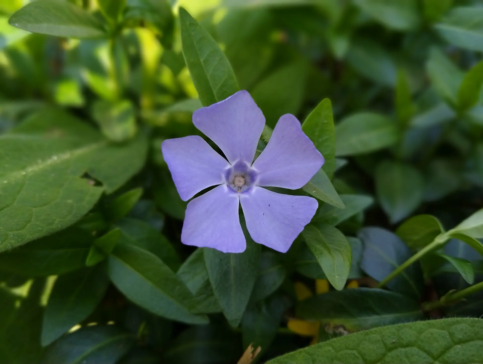 img/vinca-minor.webp