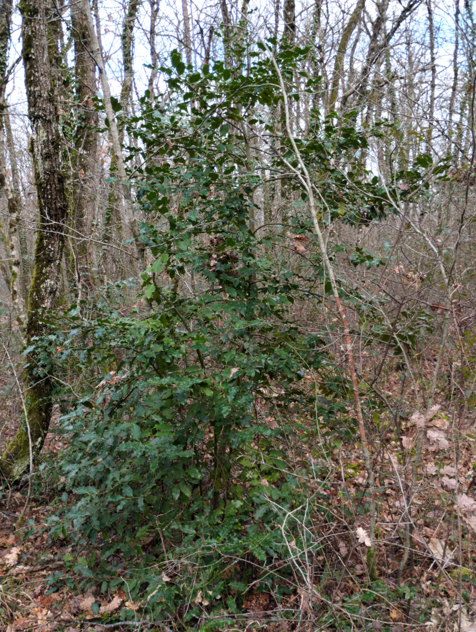 img/ilex-aquifolium-2.webp