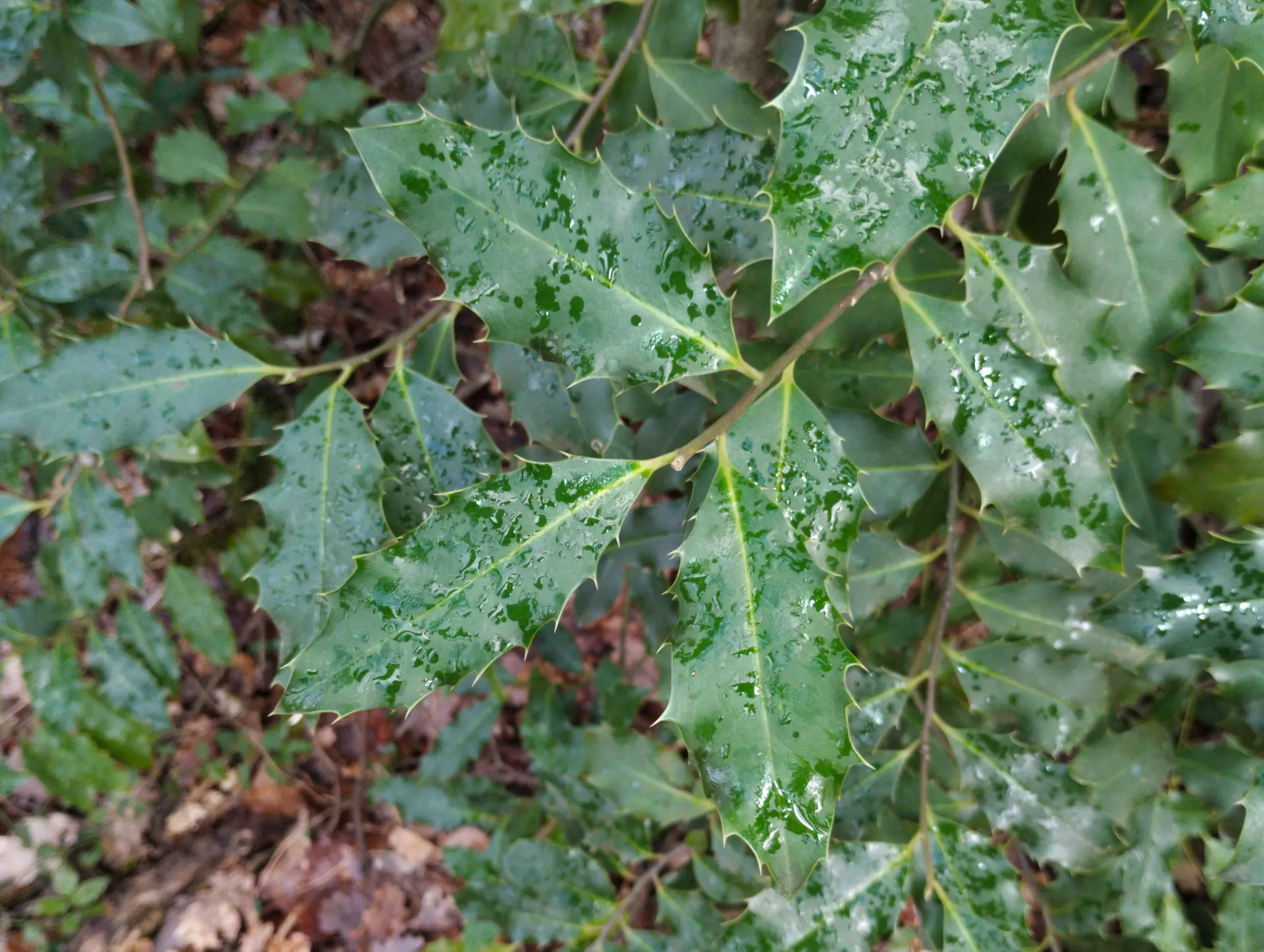 img/ilex-aquifolium-3.webp