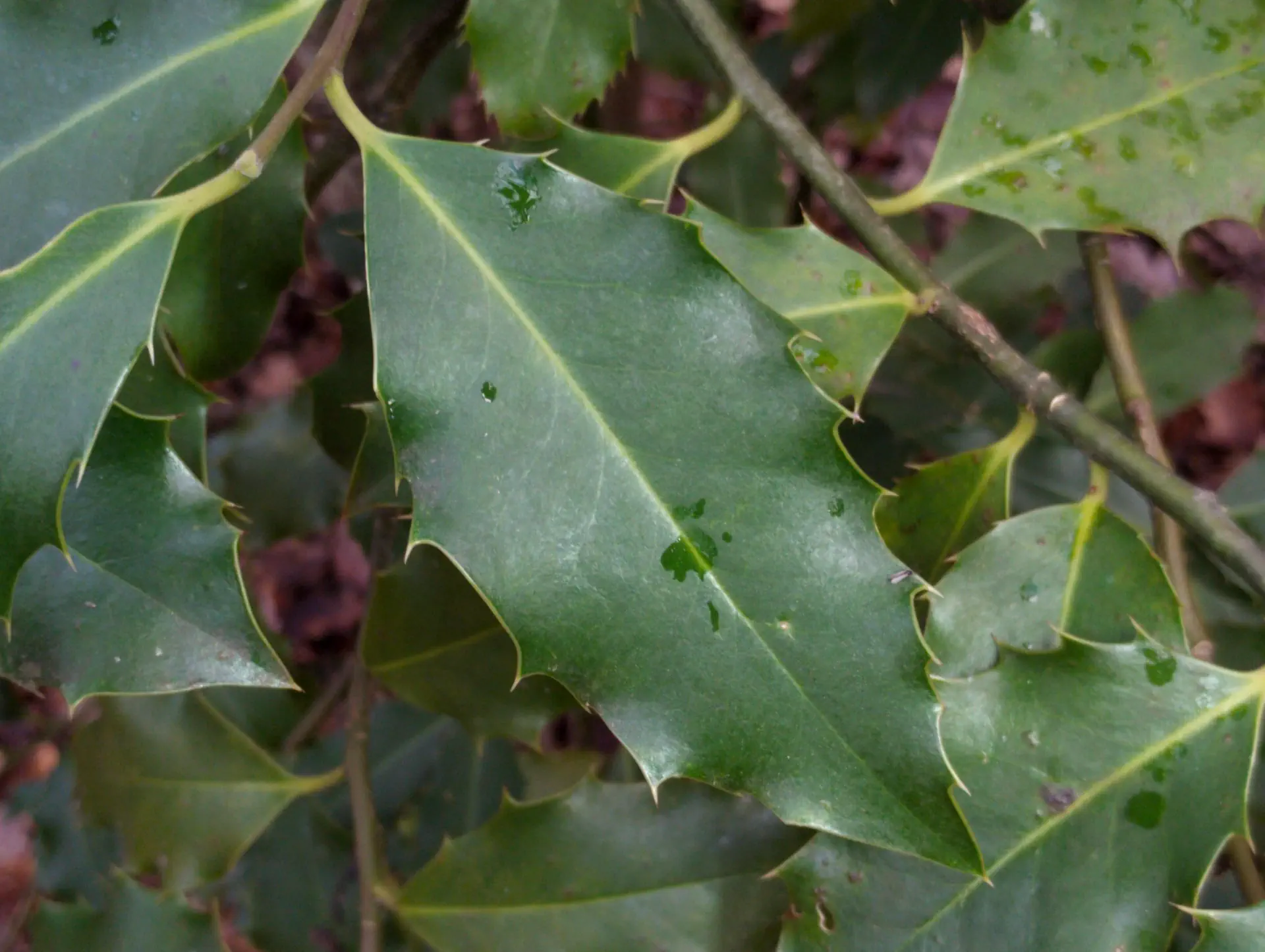 img/ilex-aquifolium-4.webp