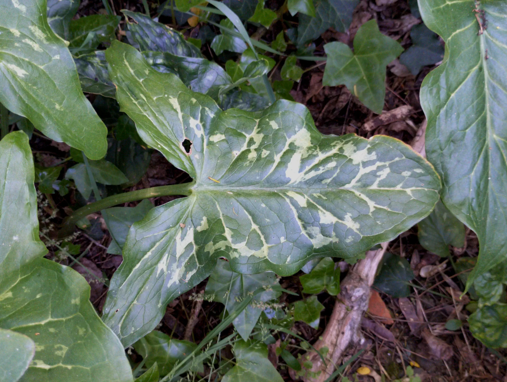 img/arum-italicum-6.webp