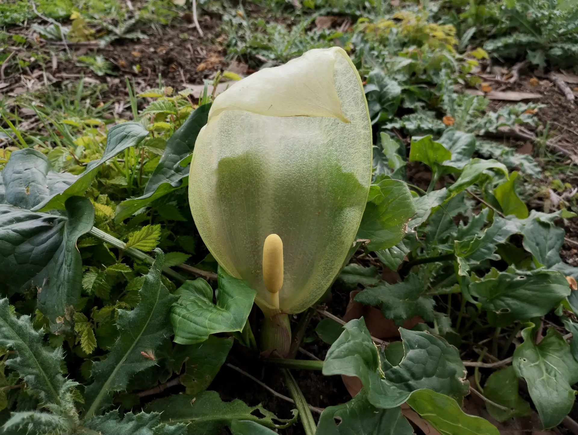 img/arum-italicum.webp