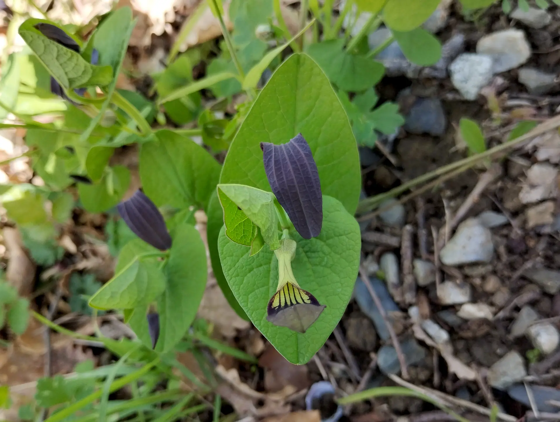 img/aristolochia-rotunda-2.webp